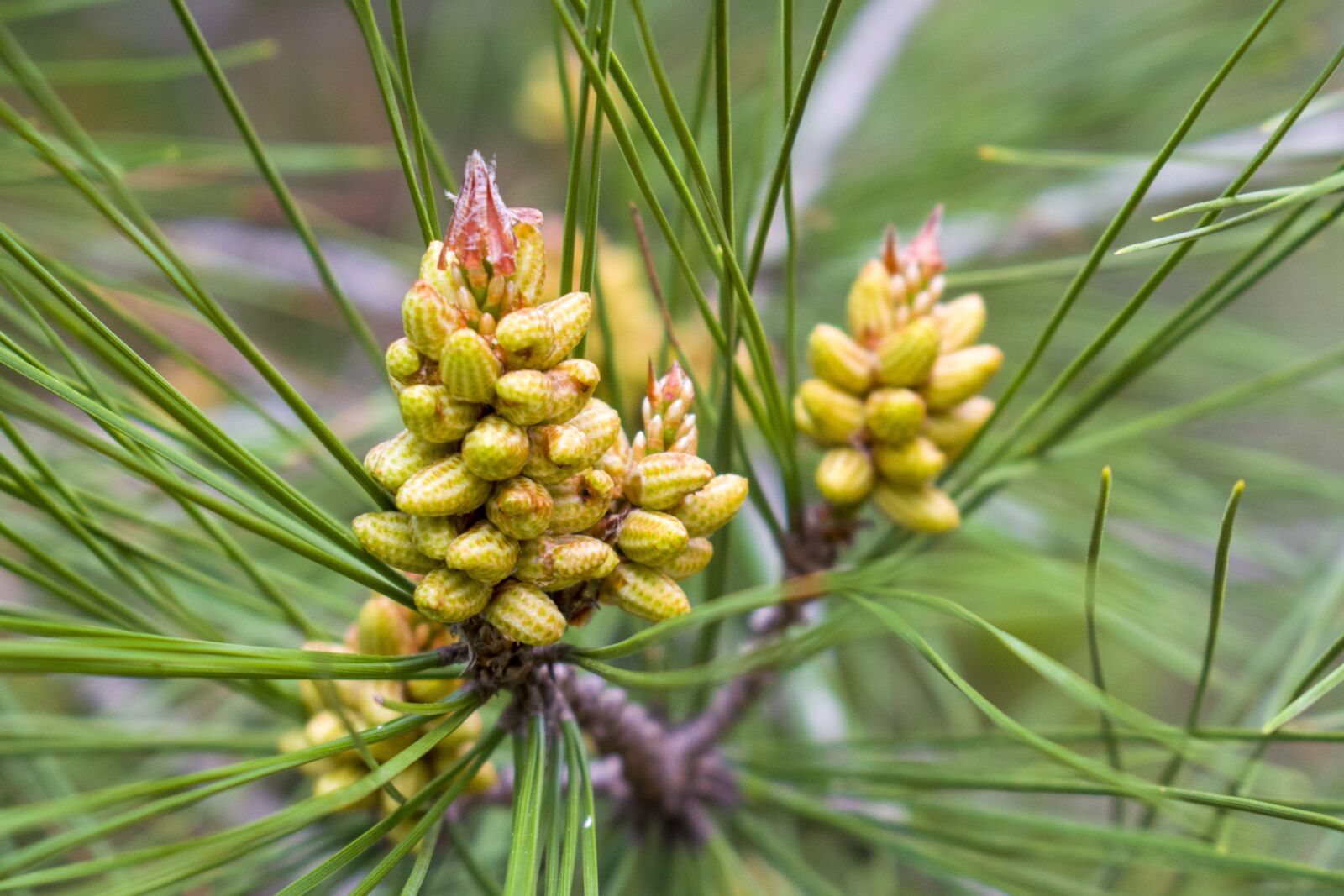 Nikon D3300 sample photo. Pine fruit, cones, pine photography
