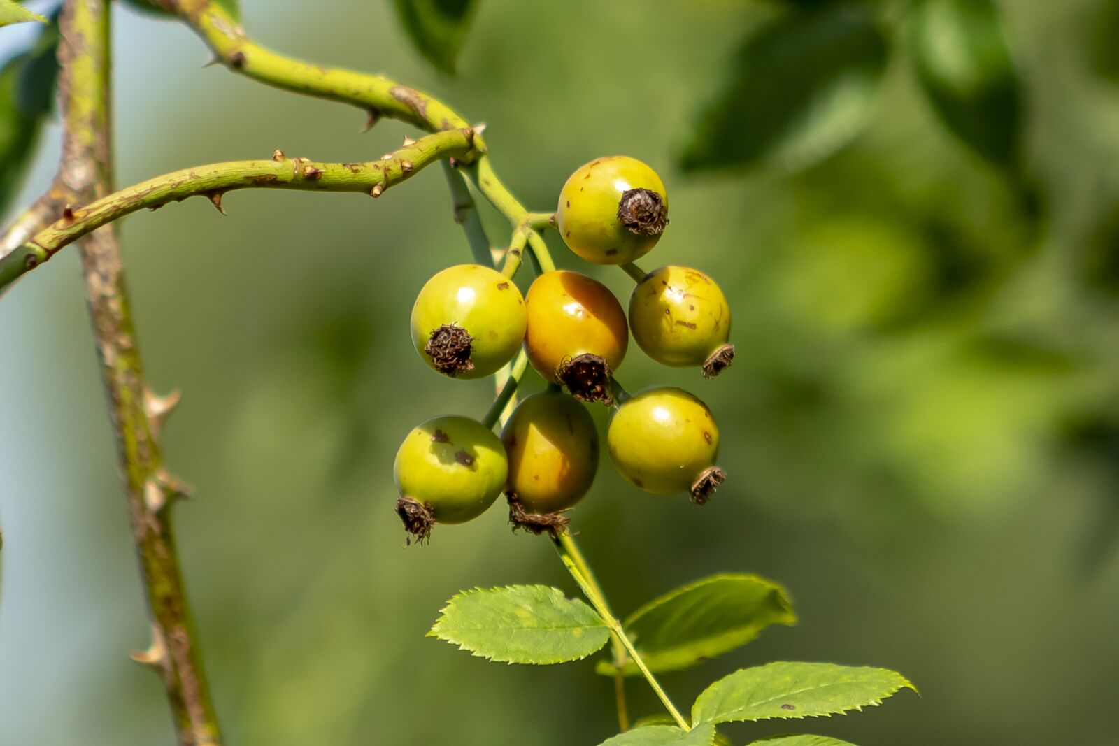 Canon EF75-300mm f/4-5.6 sample photo. Wildflower, rosehips, brian photography