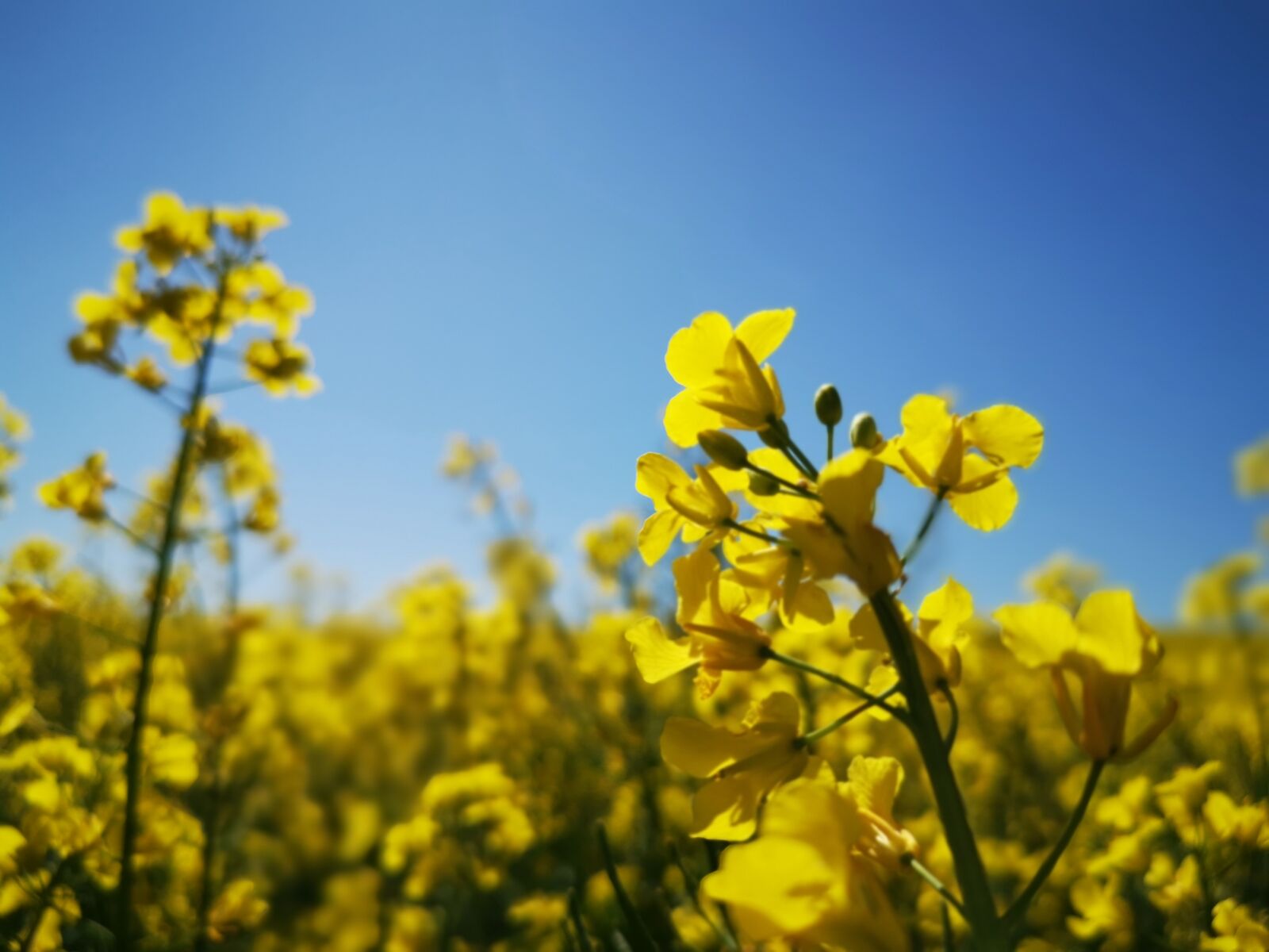 HUAWEI LYA-L29 sample photo. Rape blossom, field, yellow photography