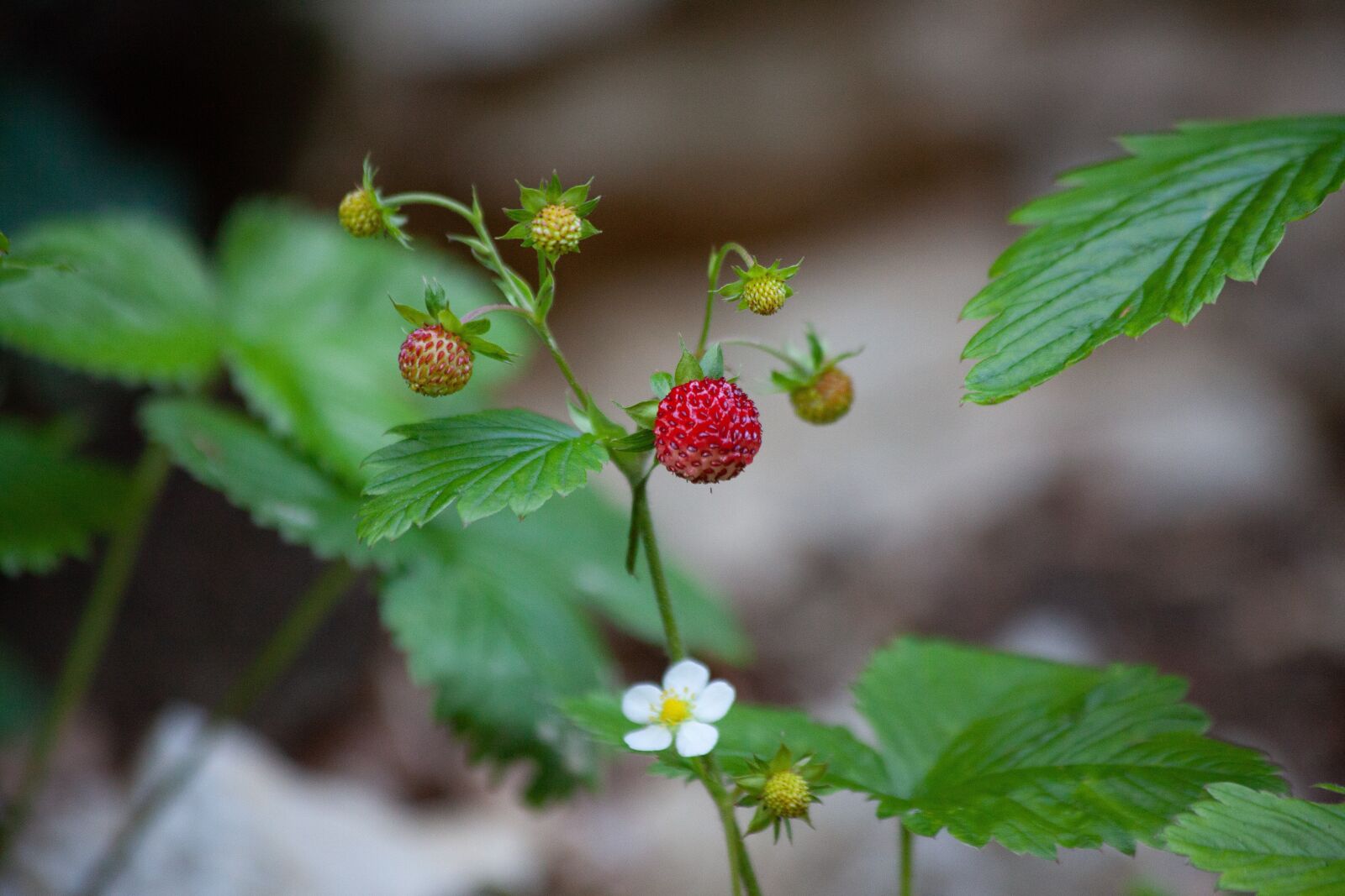 Canon EOS 5D Mark II + Canon EF 70-300mm F4-5.6 IS USM sample photo. Wild strawberry, forest, wild photography