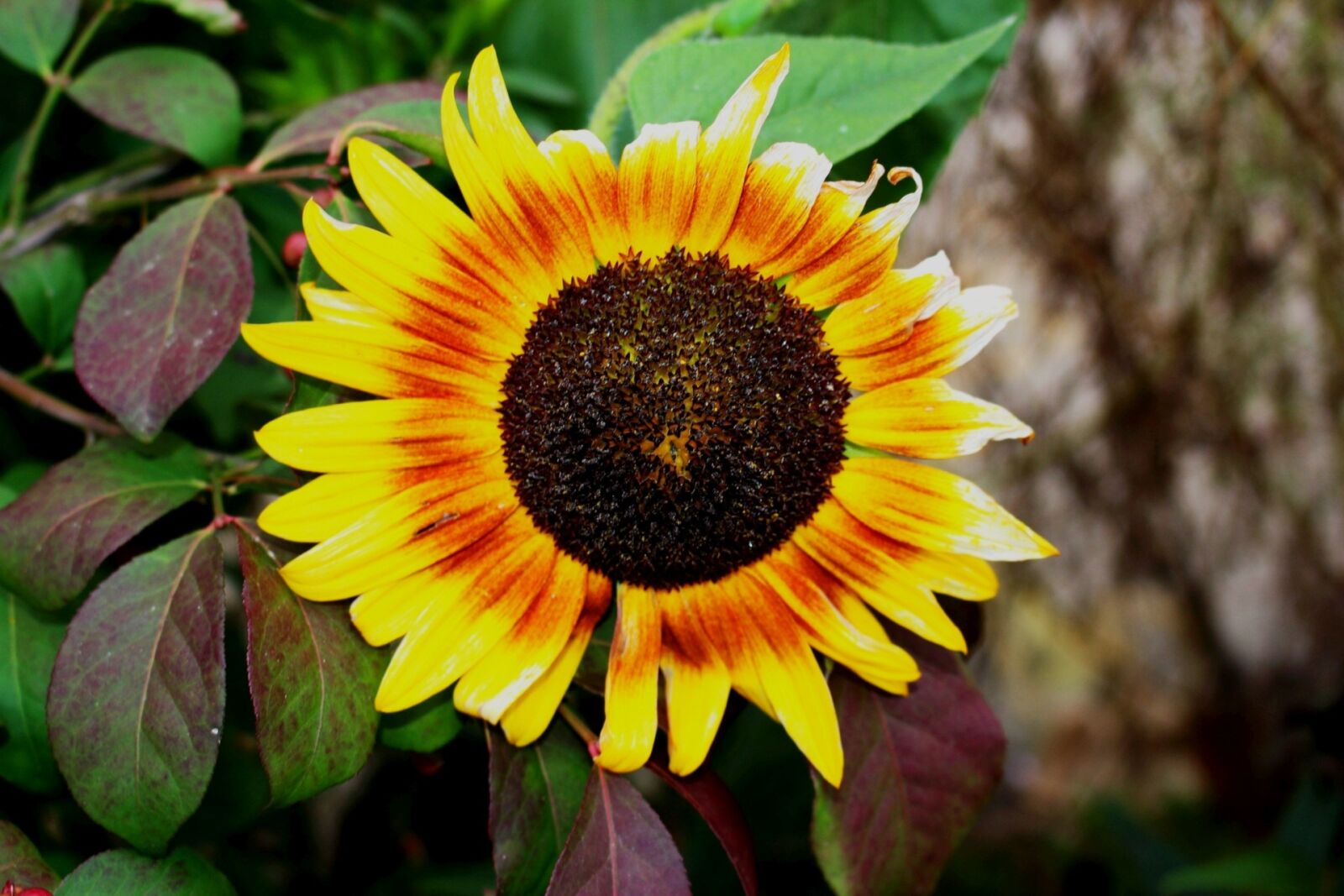 Canon EOS 700D (EOS Rebel T5i / EOS Kiss X7i) sample photo. Plant, ornamental sunflower, flowering photography