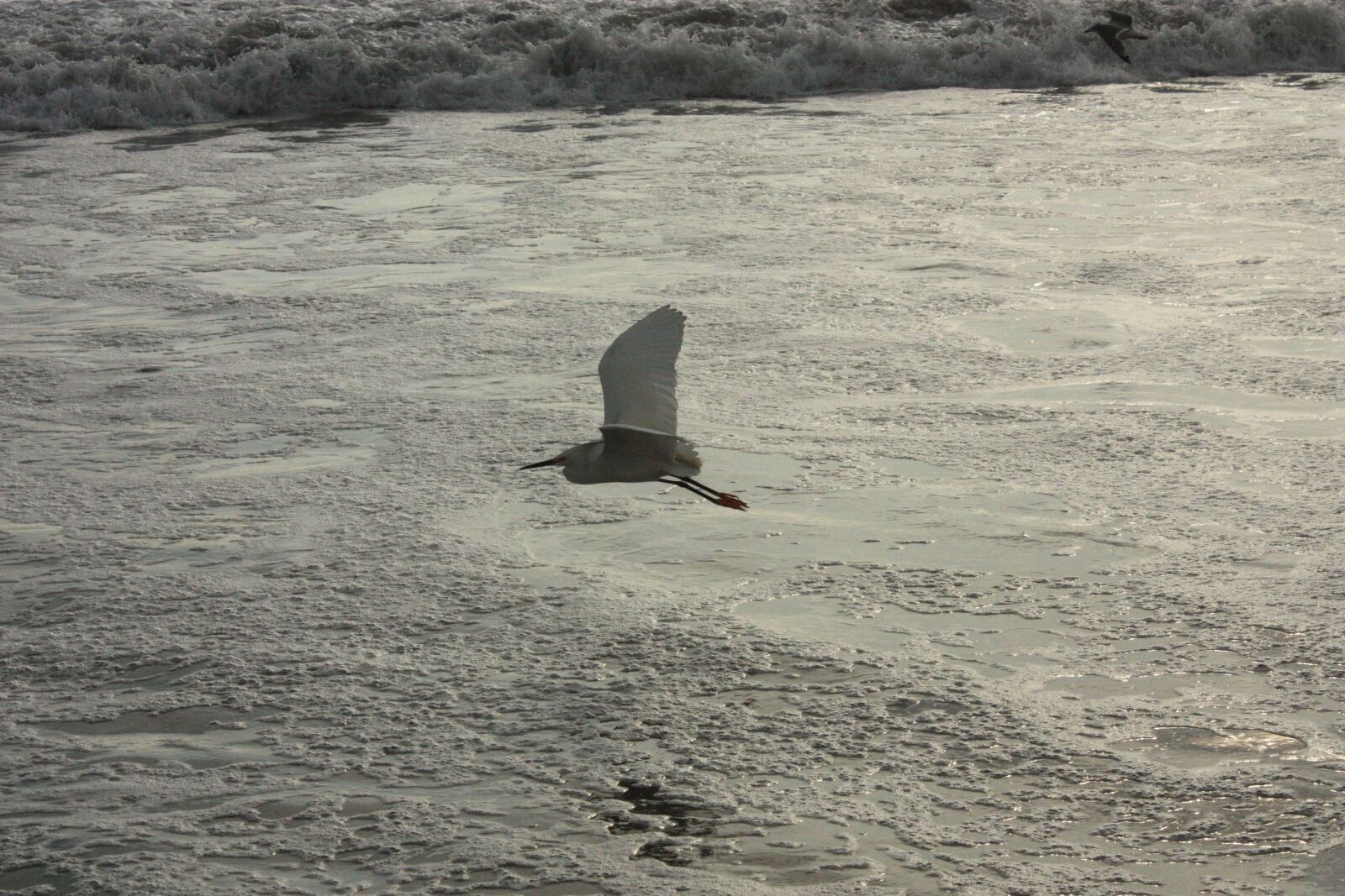 Canon EOS 450D (EOS Rebel XSi / EOS Kiss X2) sample photo. Bird in flight, seagull photography