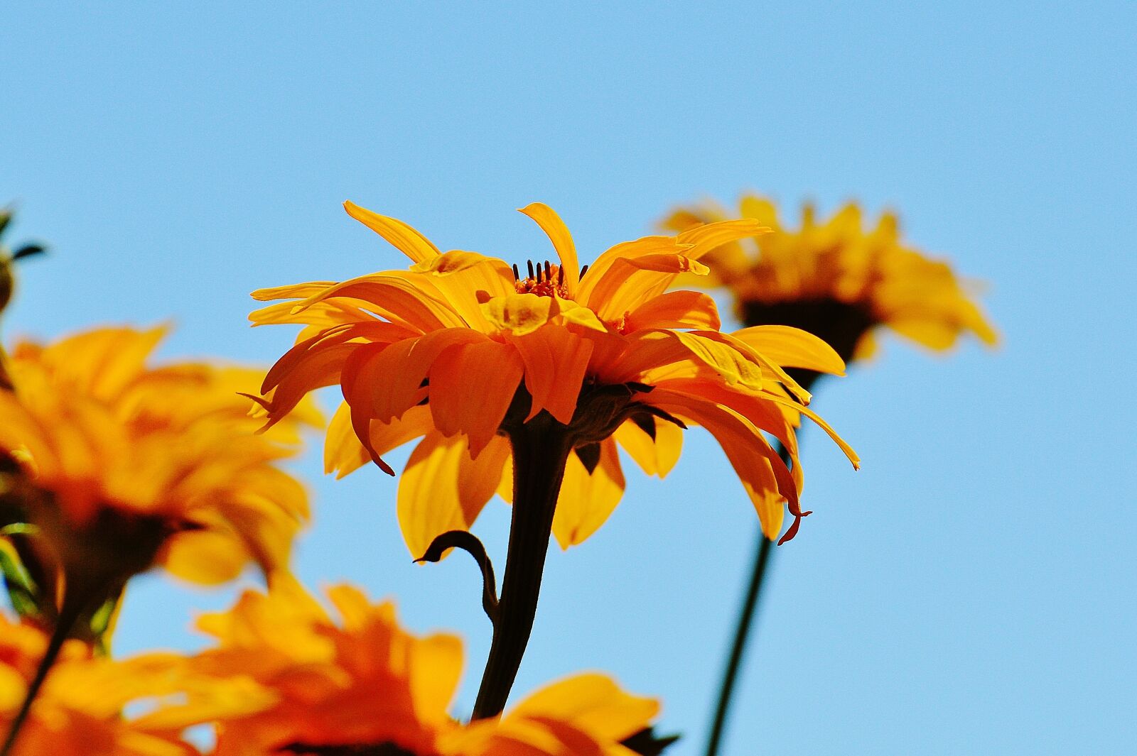 Nikon D3200 sample photo. Flower, yellow, blossom photography