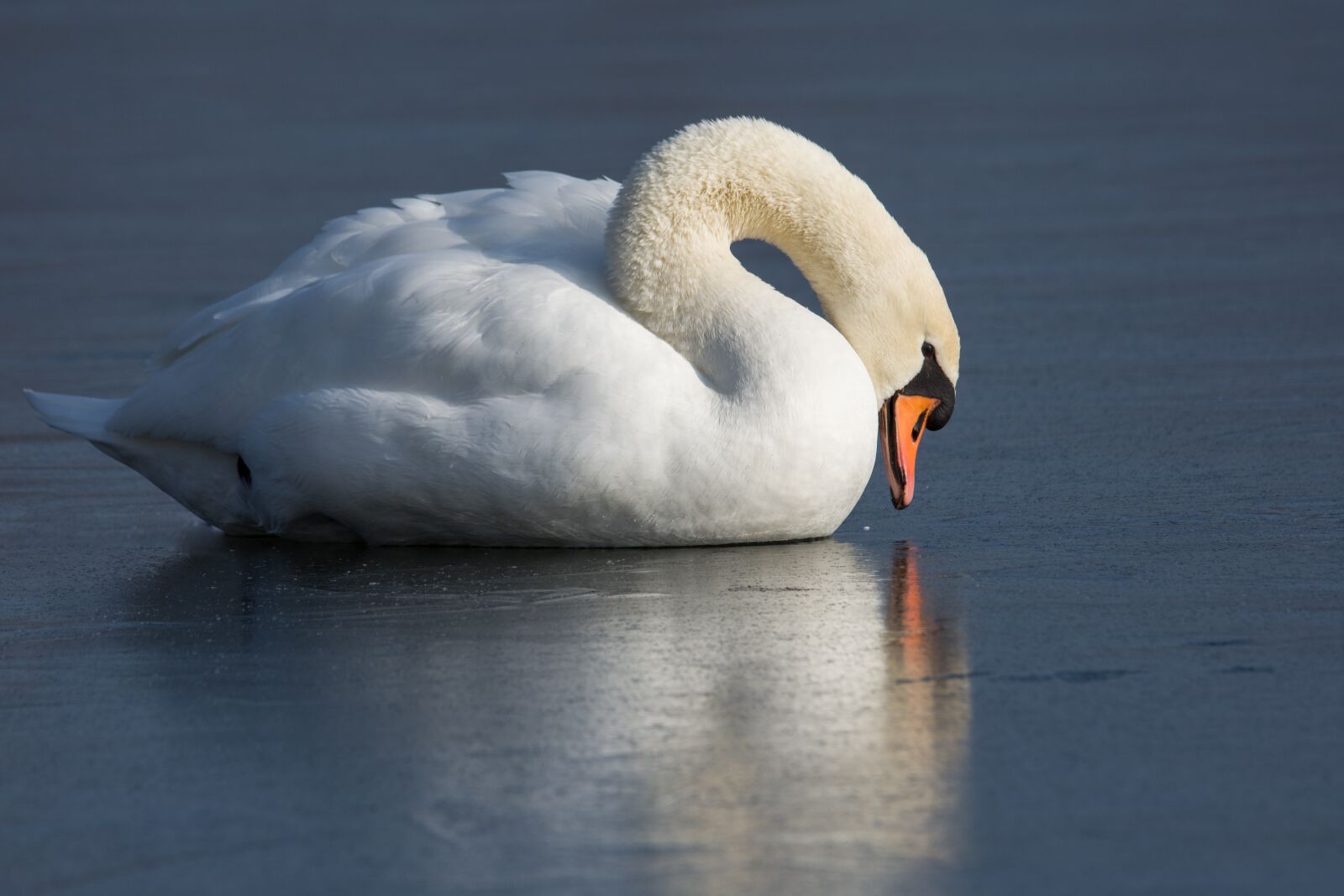 Nikon D7200 sample photo. Bird, waters, swan photography