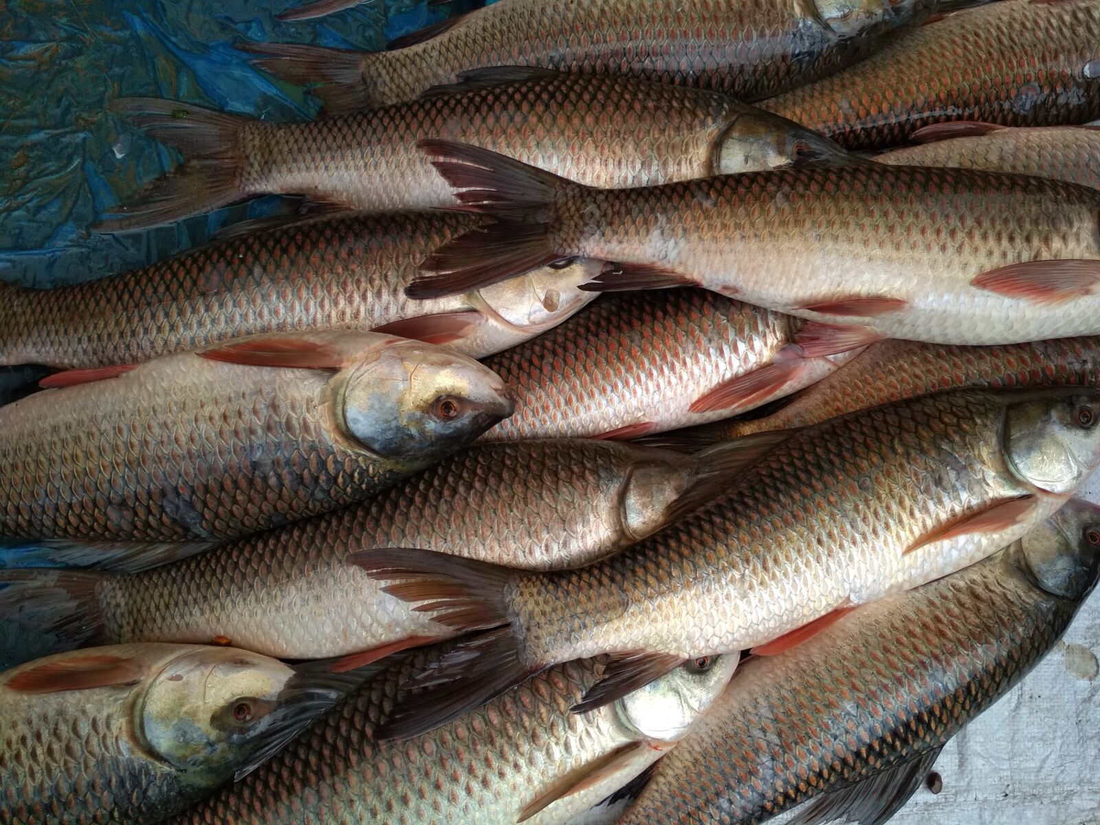 Xiaomi Redmi 4X sample photo. Fish, catch, market photography