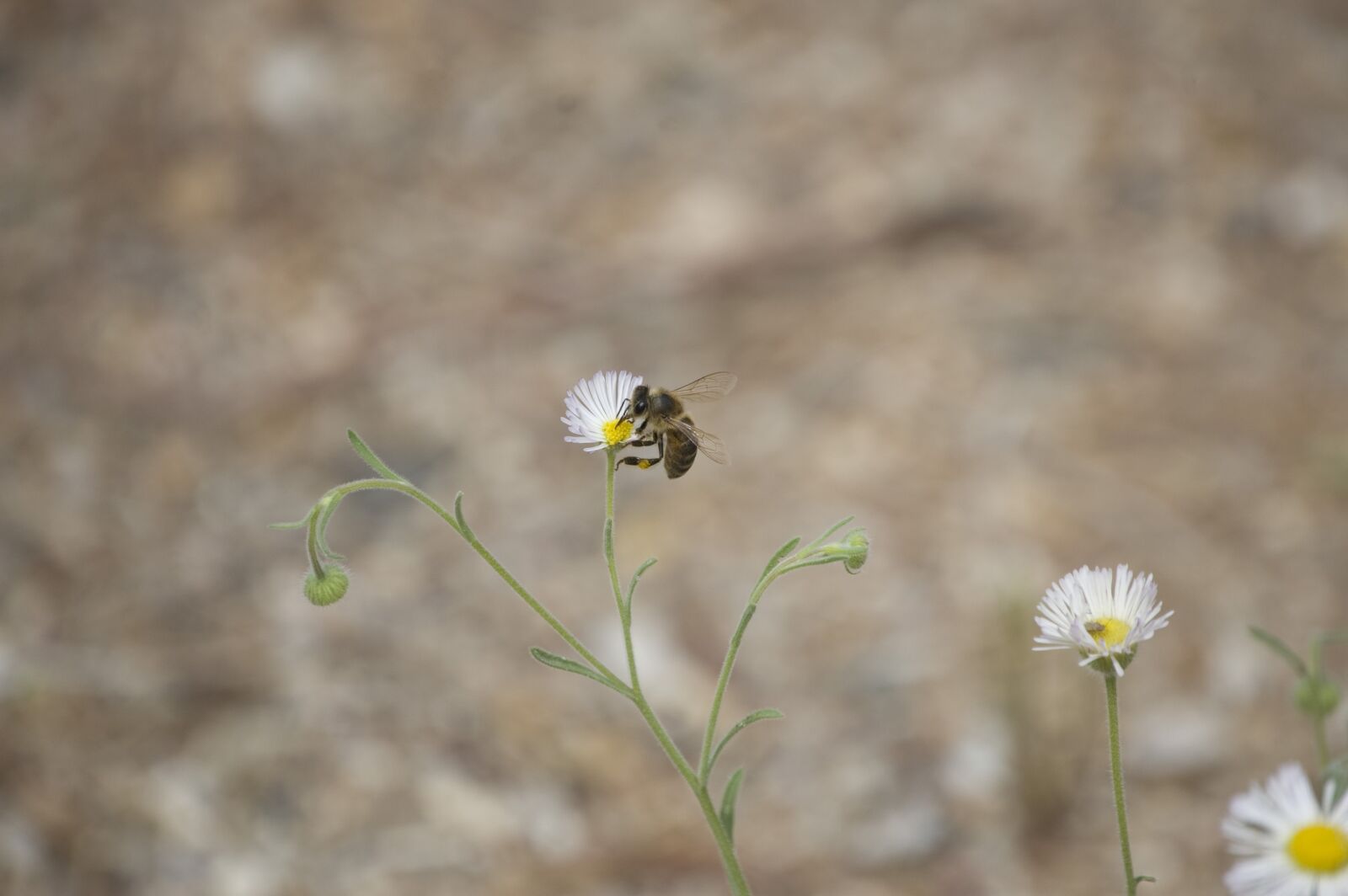 Nikon D40 sample photo. Bee, flower, insect photography