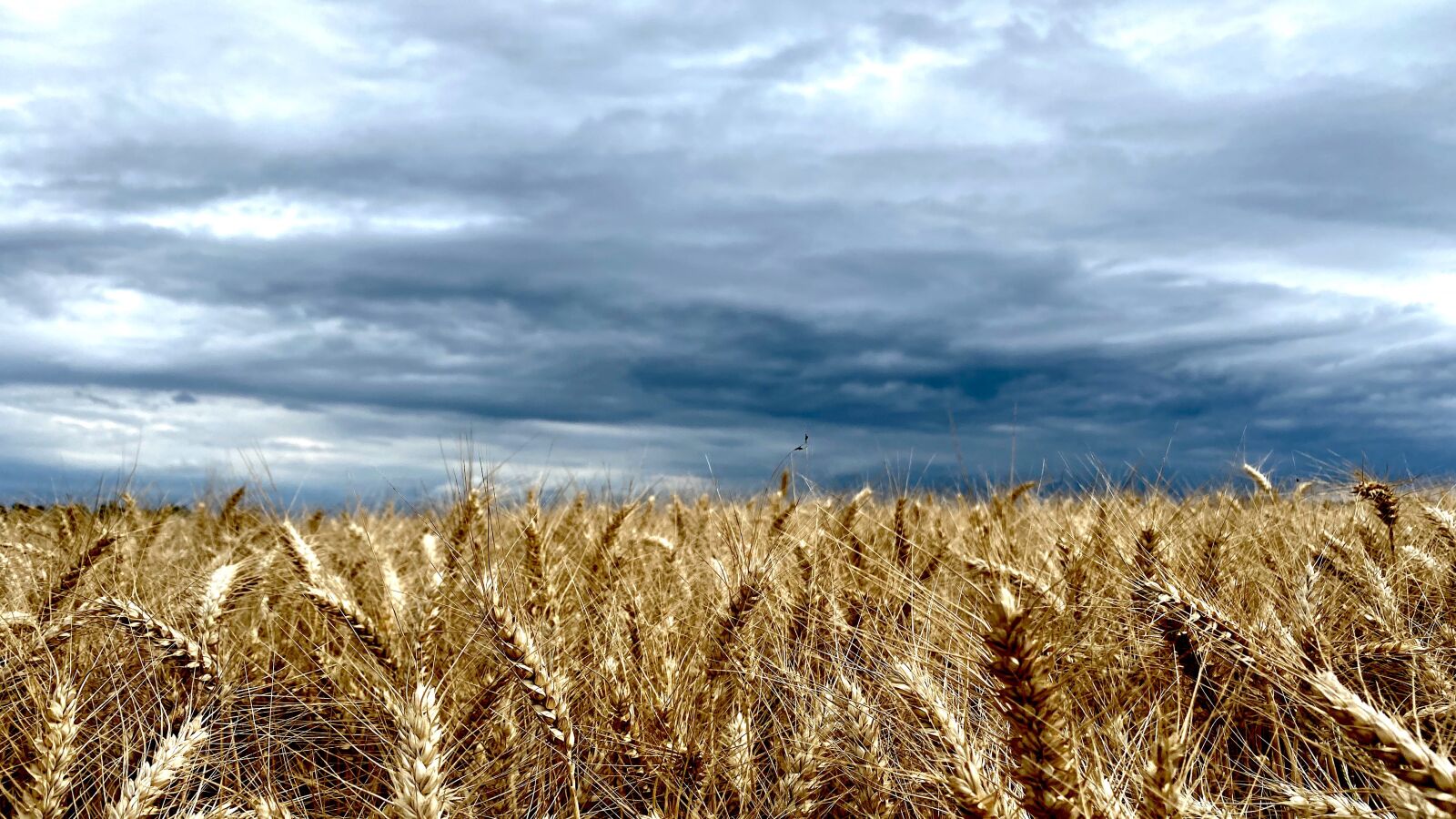iPhone 11 Pro back triple camera 4.25mm f/1.8 sample photo. Wheat, wheat field, nature photography