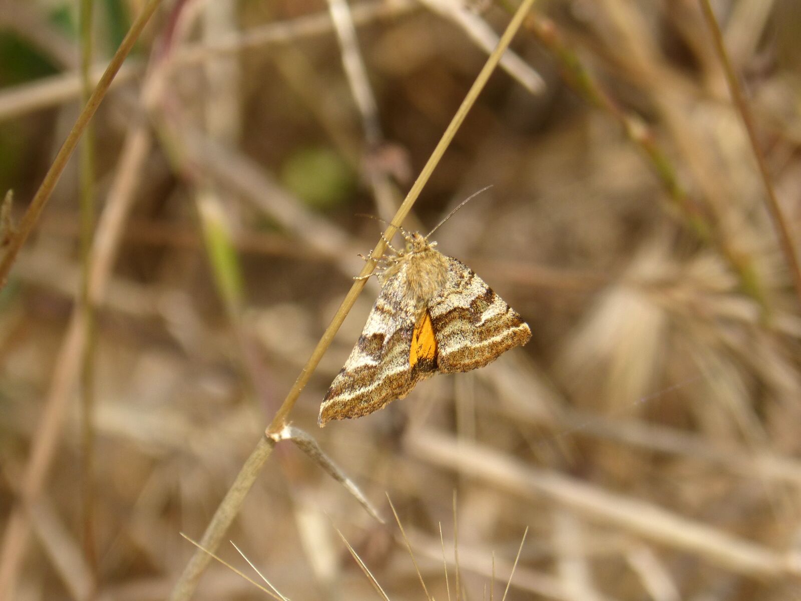Panasonic DMC-FZ62 sample photo. Butterfly, moth, wings photography