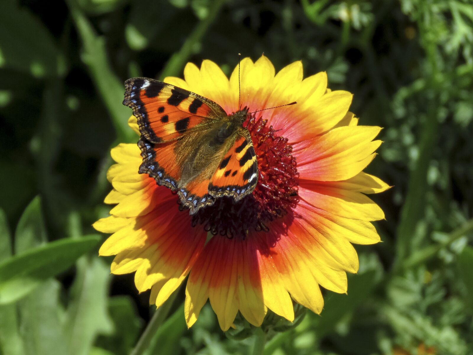 Canon PowerShot SX60 HS sample photo. Butterfly, hives, flower photography