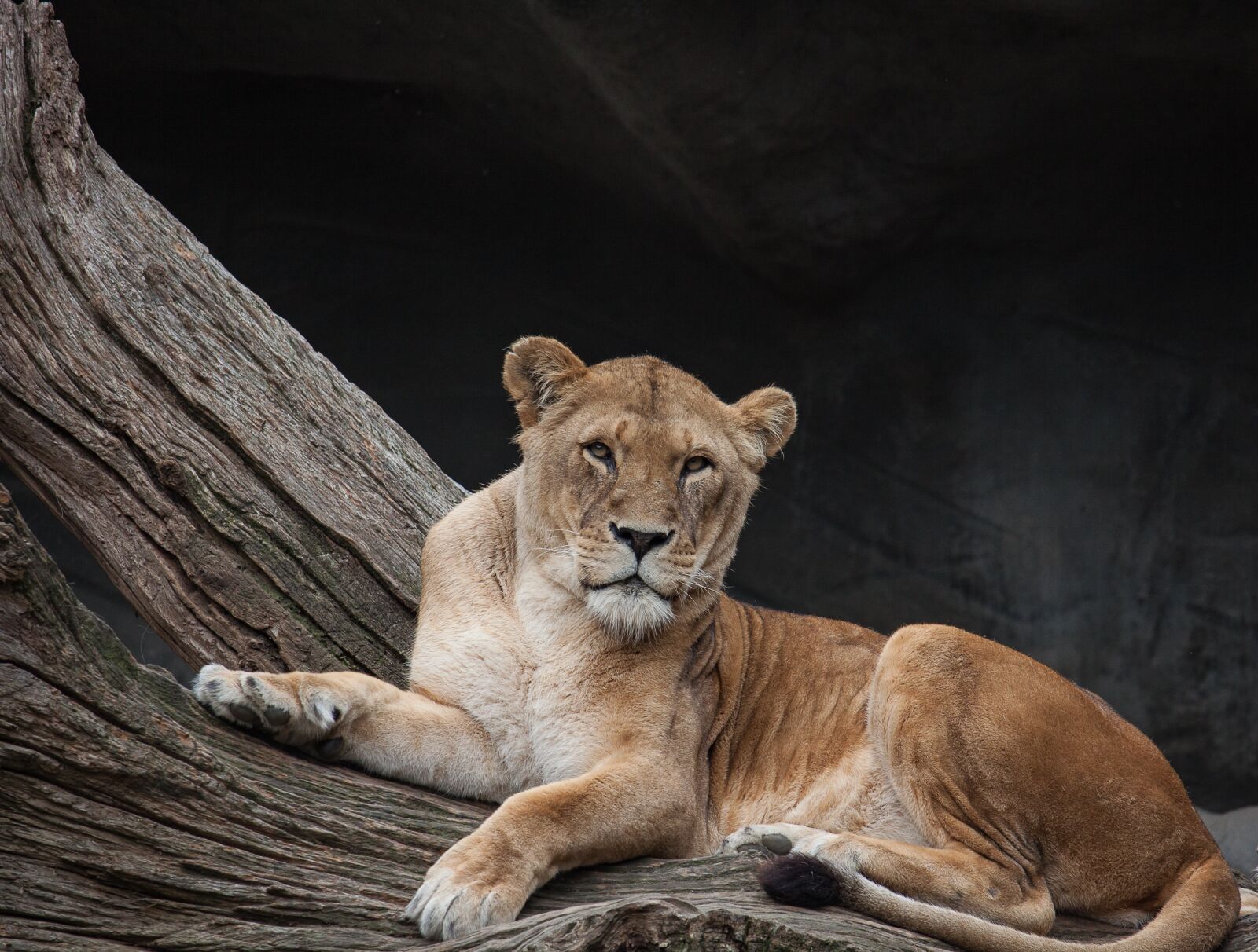 Canon EOS 50D sample photo. Lion, big cat, dangerous photography