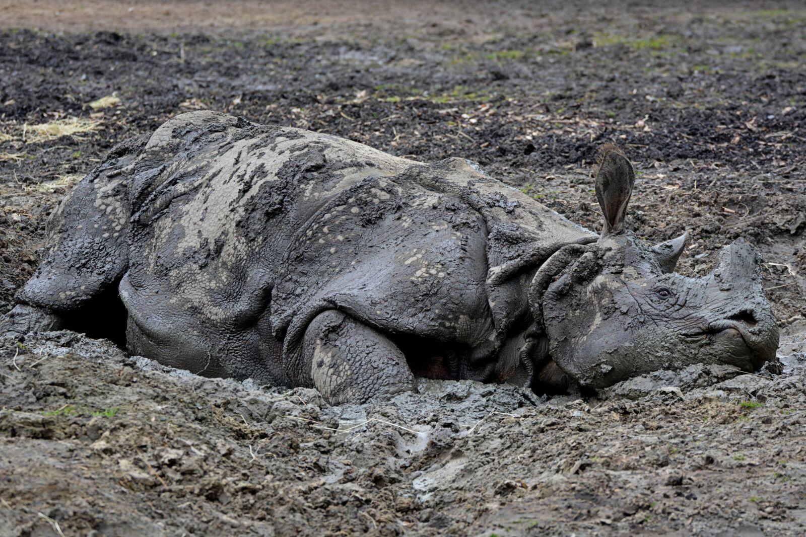 Nikon D5200 sample photo. Rhino, mud, animal photography