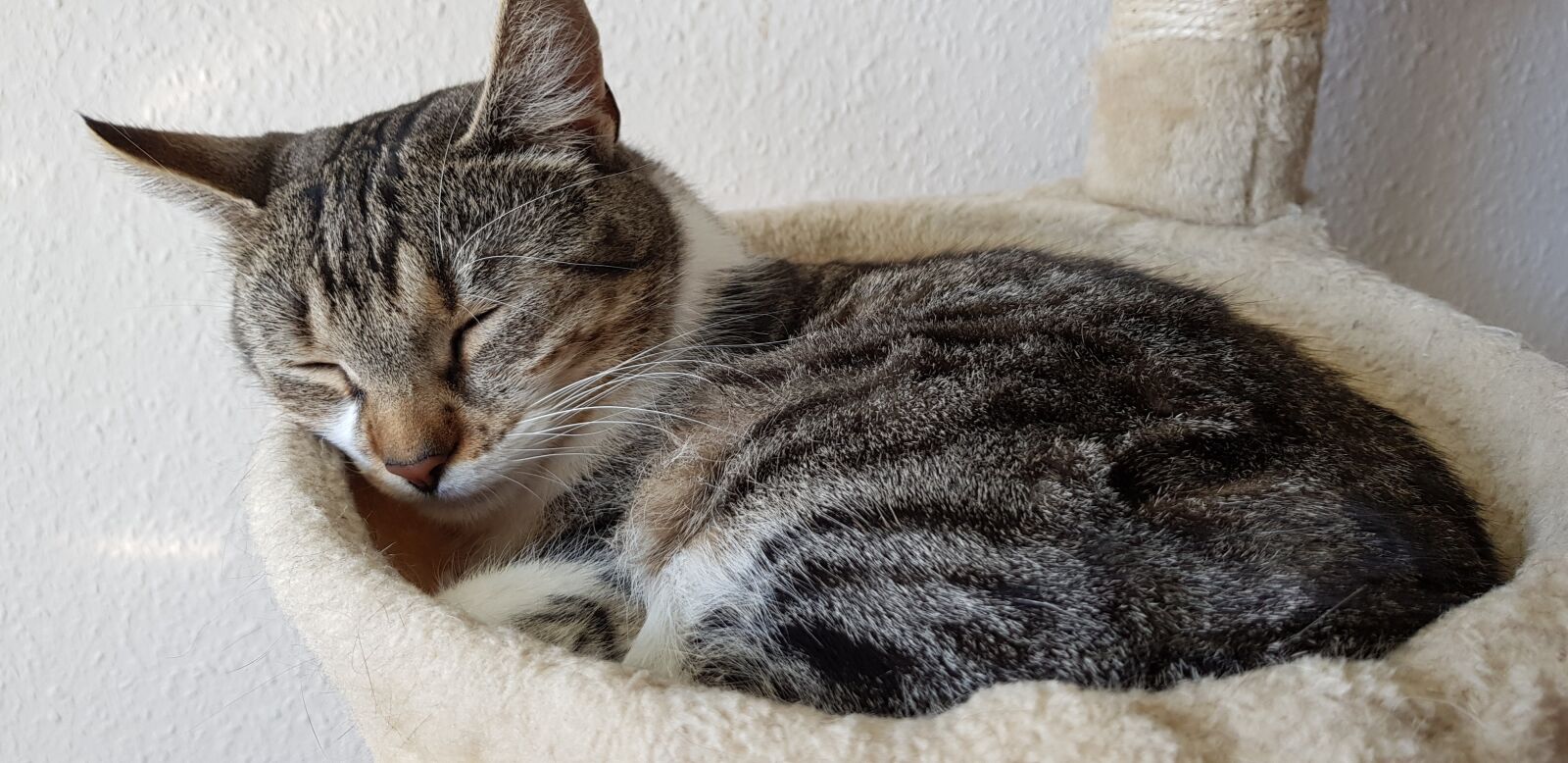Samsung Galaxy S8 sample photo. Animal, cute, domestic photography