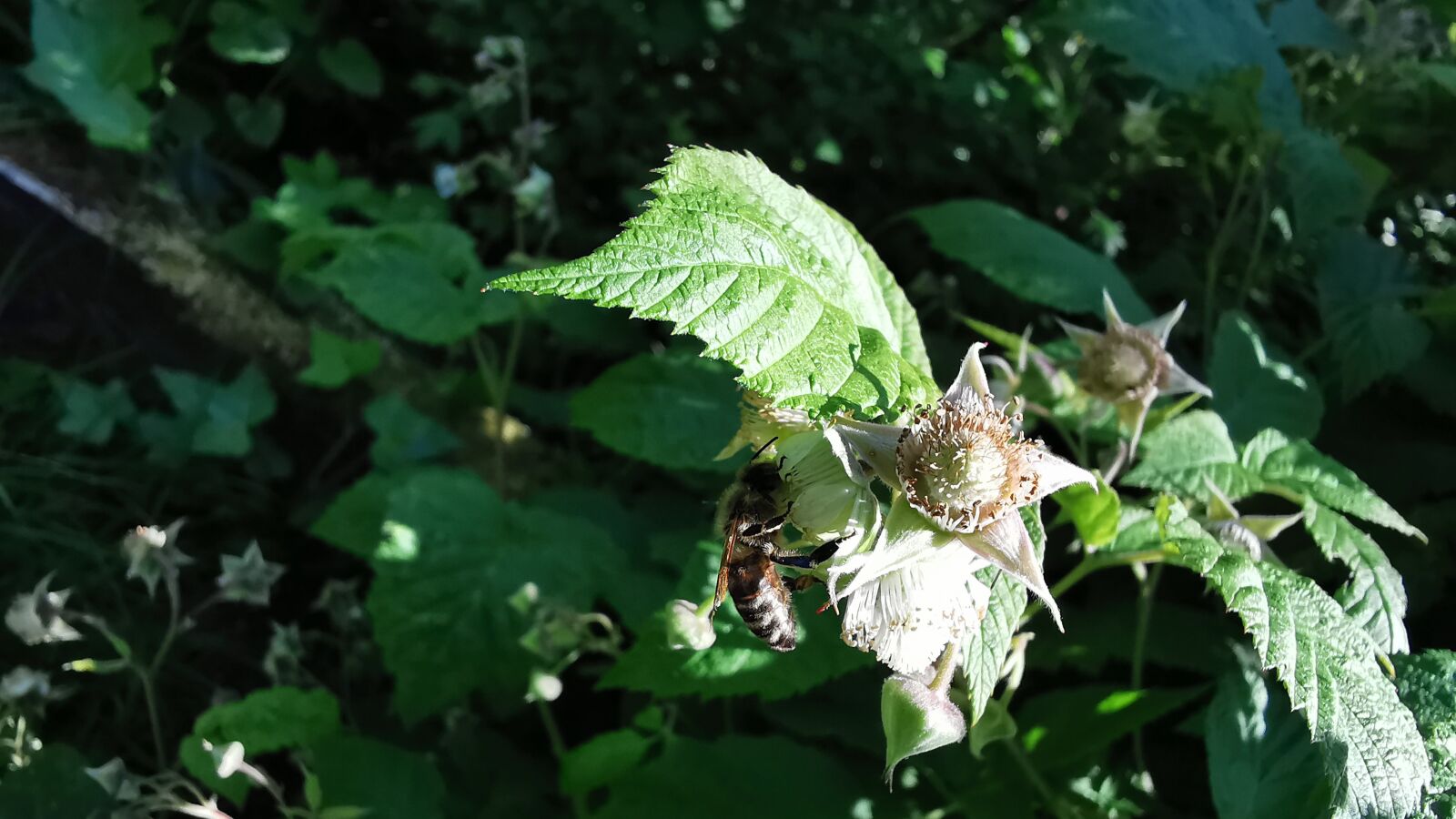 HUAWEI P30 Pro sample photo. Bee, nature, flora photography