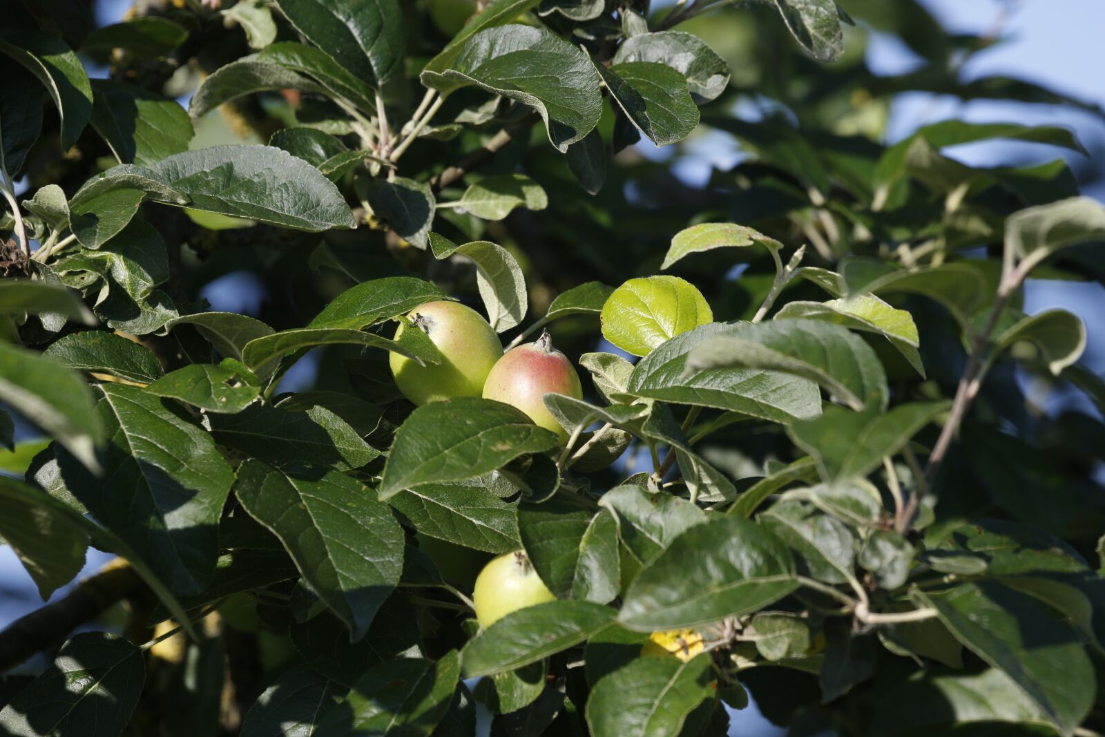 Canon EF 100-400mm F4.5-5.6L IS USM sample photo. Apple, leaves, tree photography