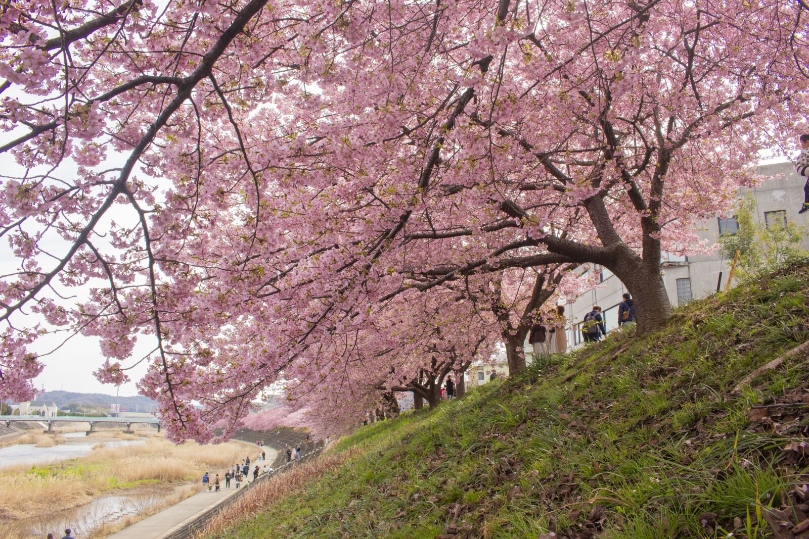 Canon EOS 100D (EOS Rebel SL1 / EOS Kiss X7) sample photo. Japanese cherry blossom, scenery photography
