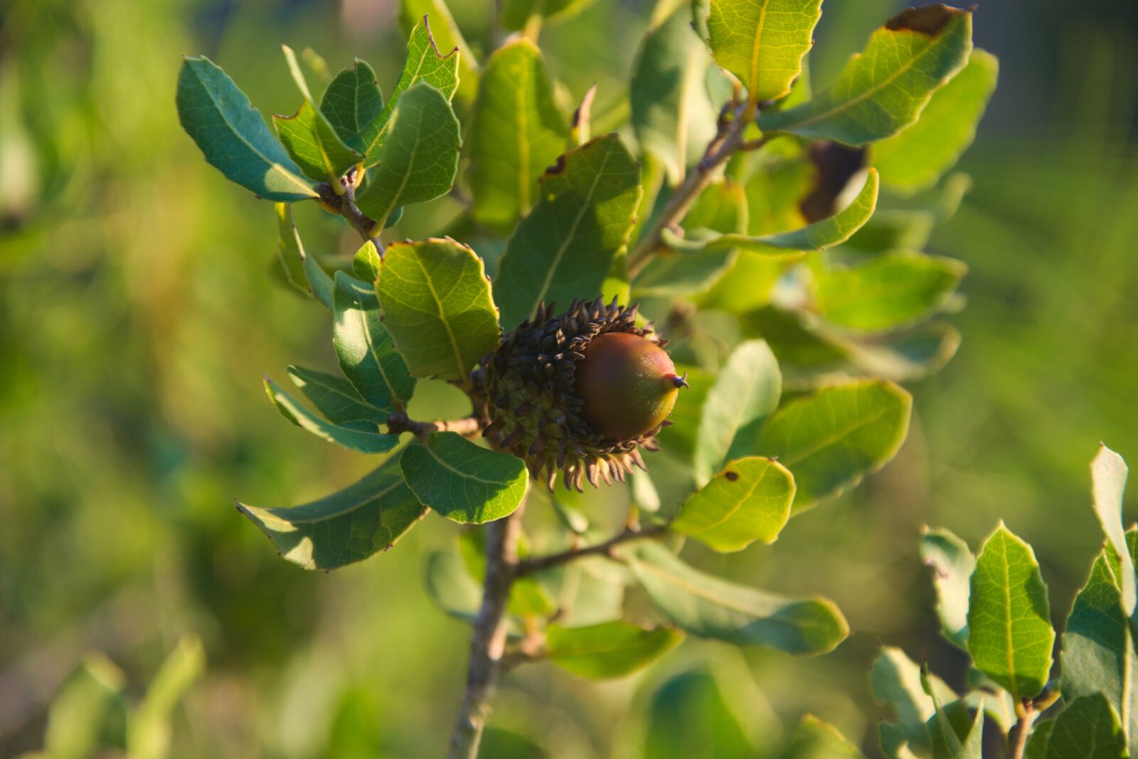 Nikon D3300 sample photo. Oak, mediterranean, forest photography