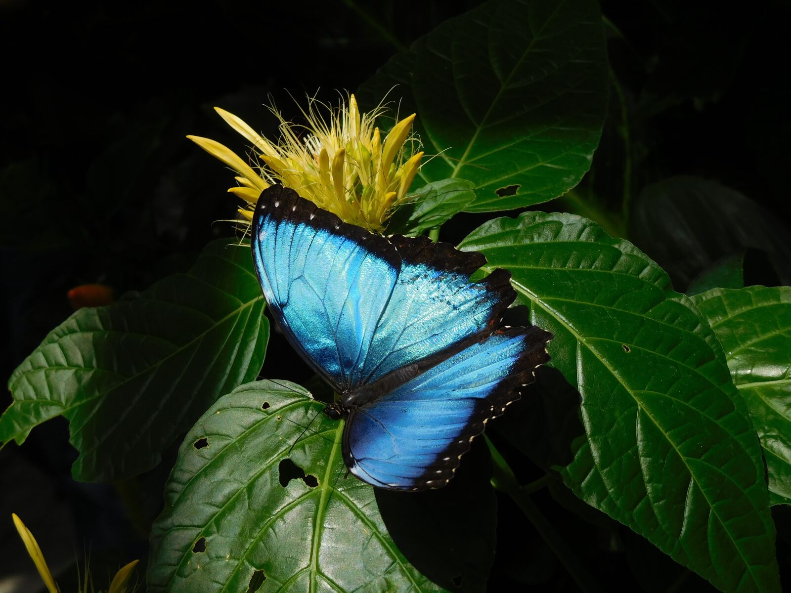 Nikon Coolpix S7000 sample photo. Sky butterfly, butterfly, blue photography
