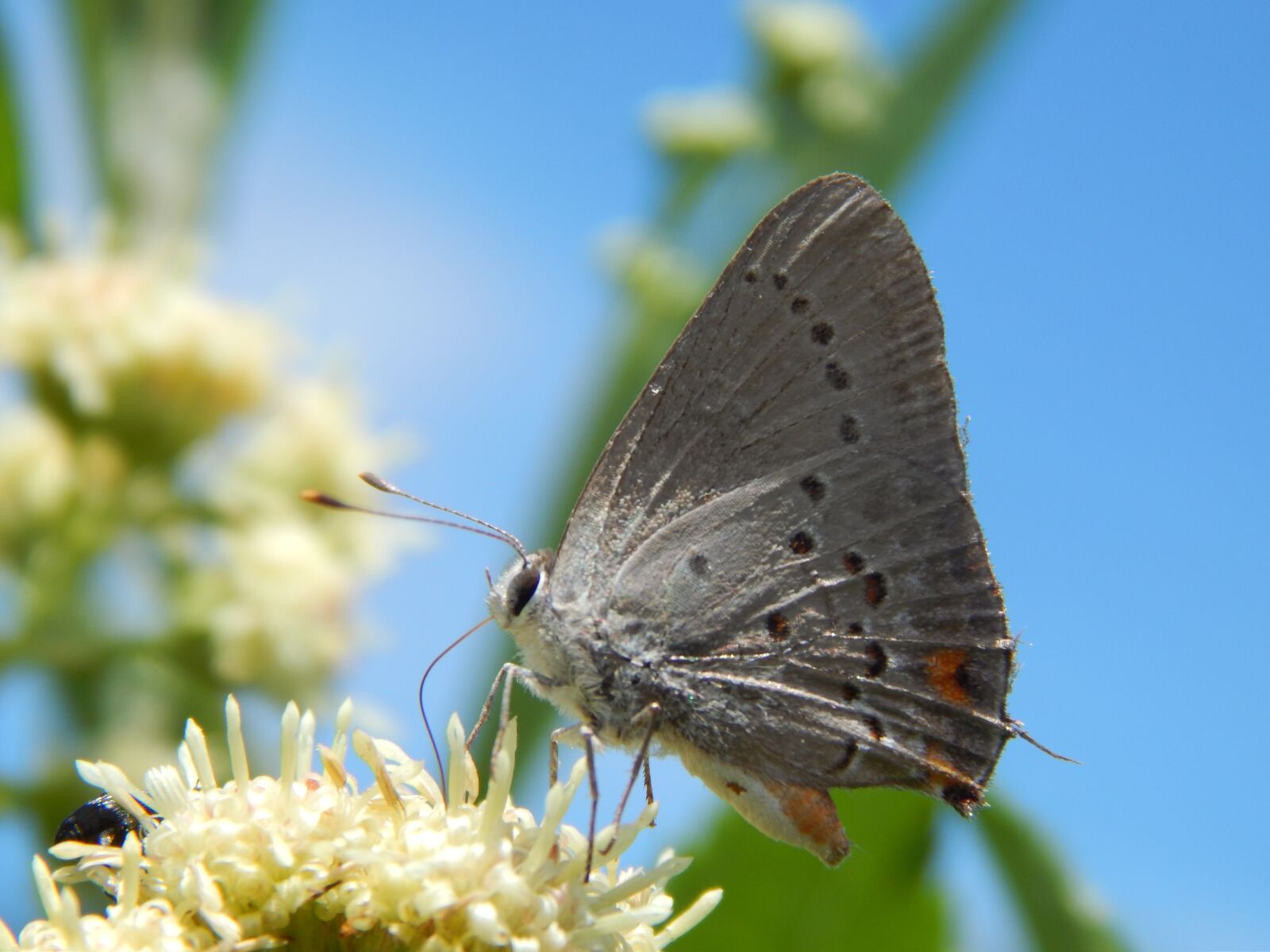 Nikon Coolpix L820 sample photo. Butterfly, sucking, garden photography