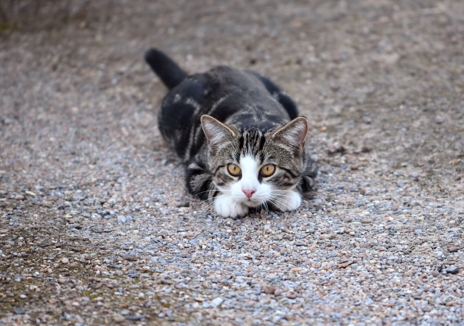 Nikon D5600 sample photo. Cat, mieze, pet photography