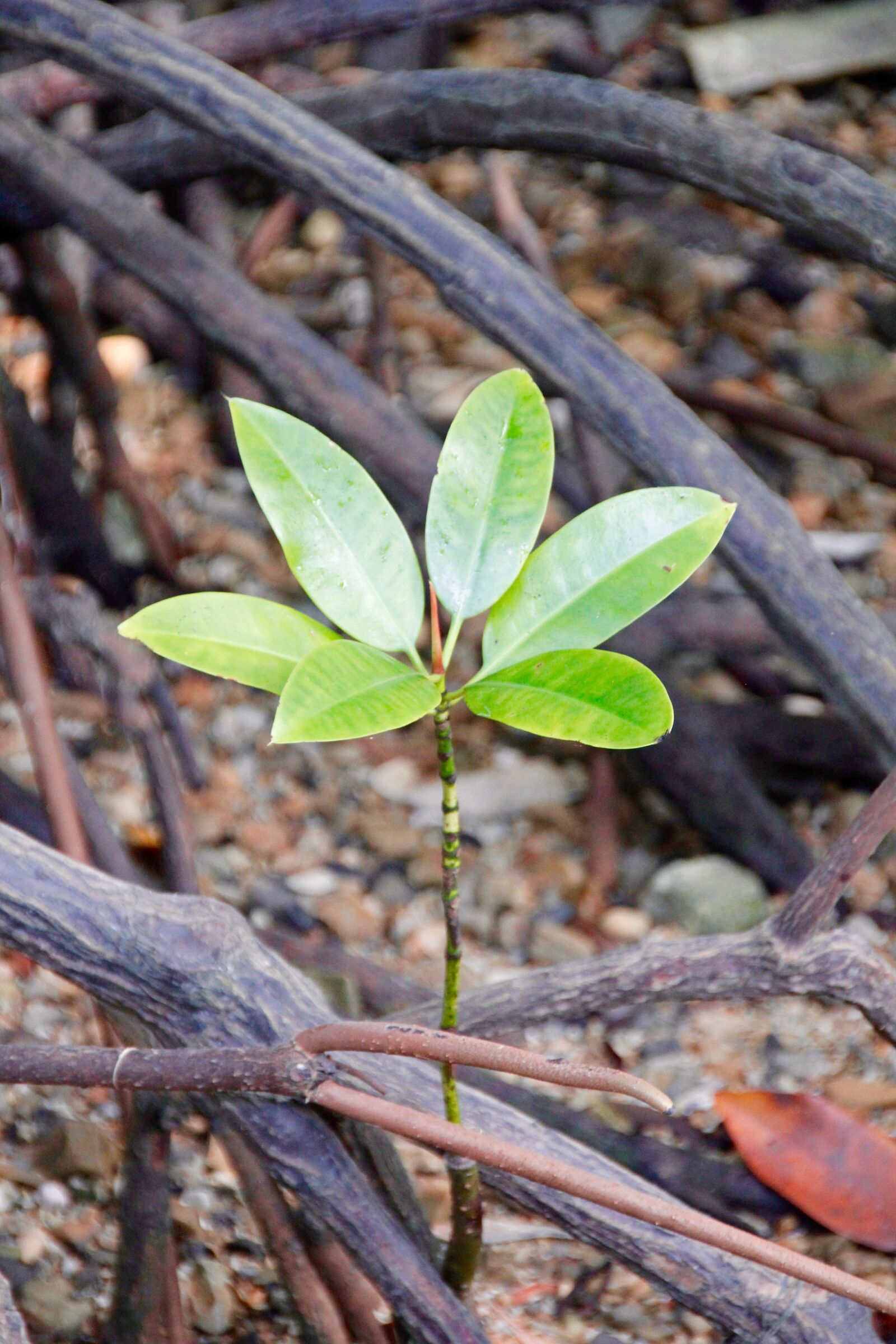 Canon EOS 60D sample photo. Mangroves, plant, nature photography