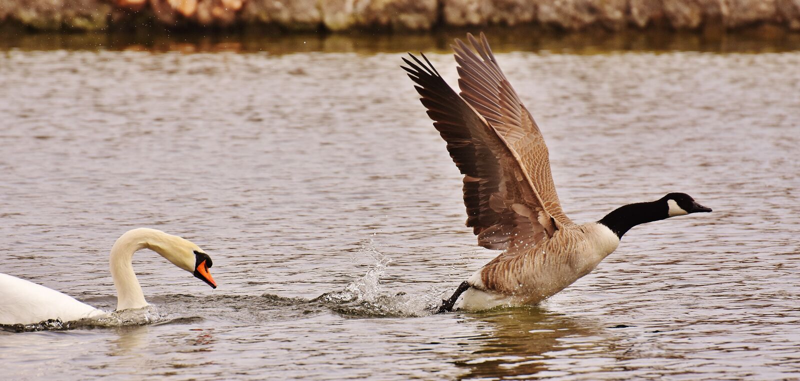 Nikon D7200 sample photo. Swan, wild goose, hunt photography