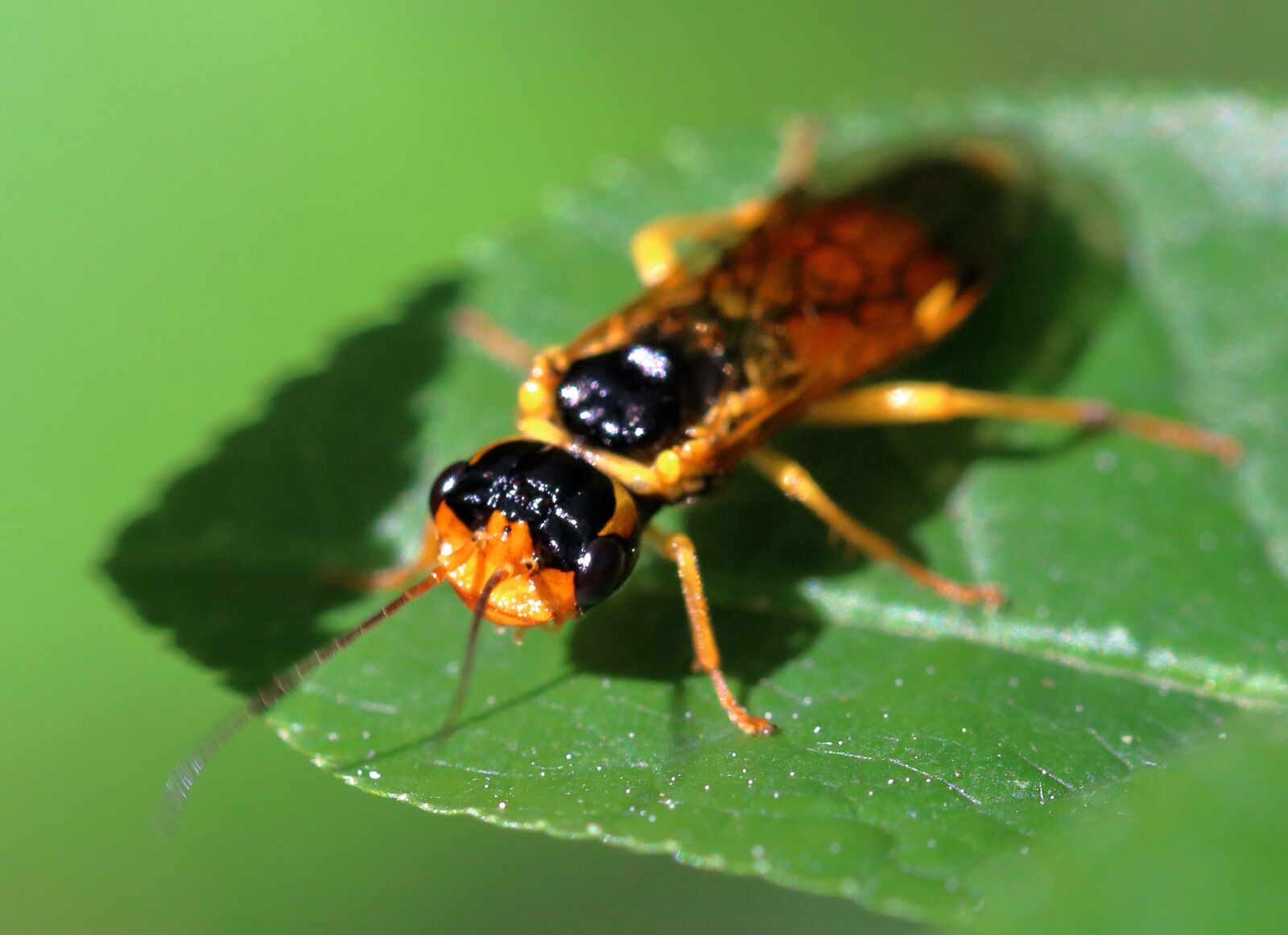 Canon EOS 80D sample photo. Sawfly, insect, macro photography