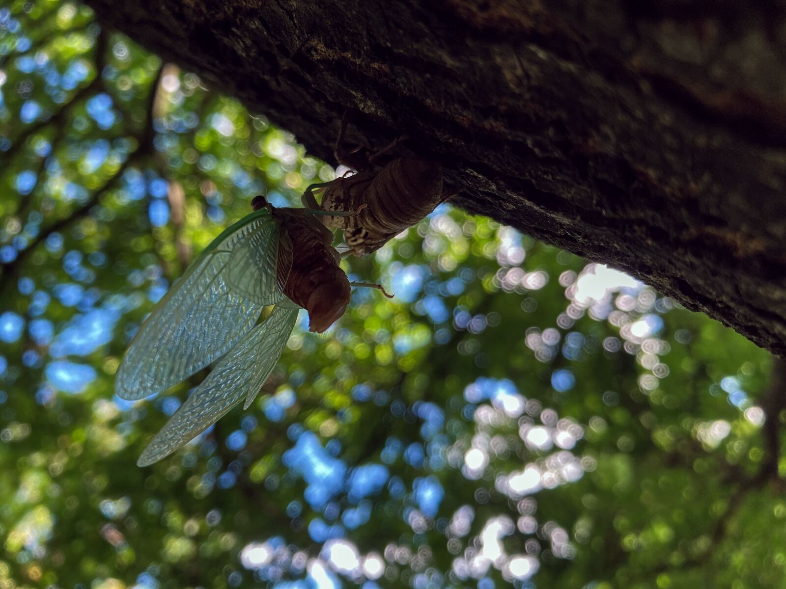 Apple iPhone SE (2nd generation) sample photo. Cicada, insect, bug photography