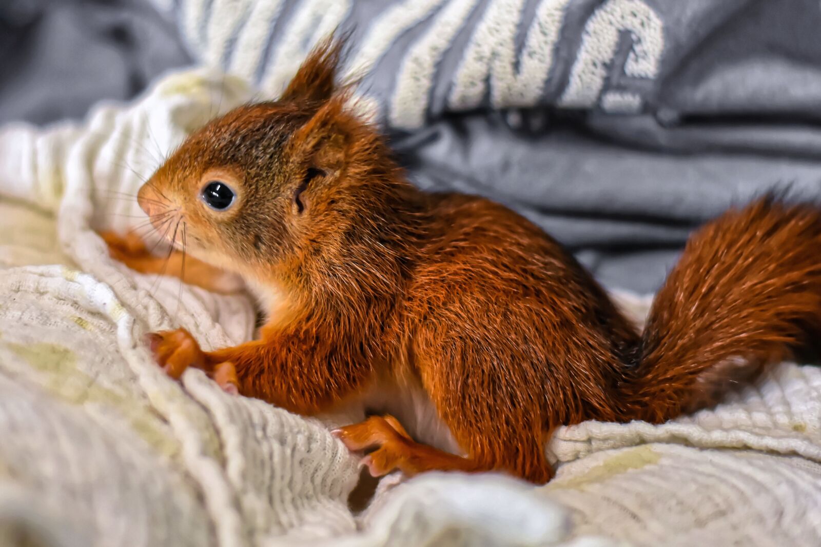 Nikon D7200 sample photo. Squirrel, baby, young animal photography