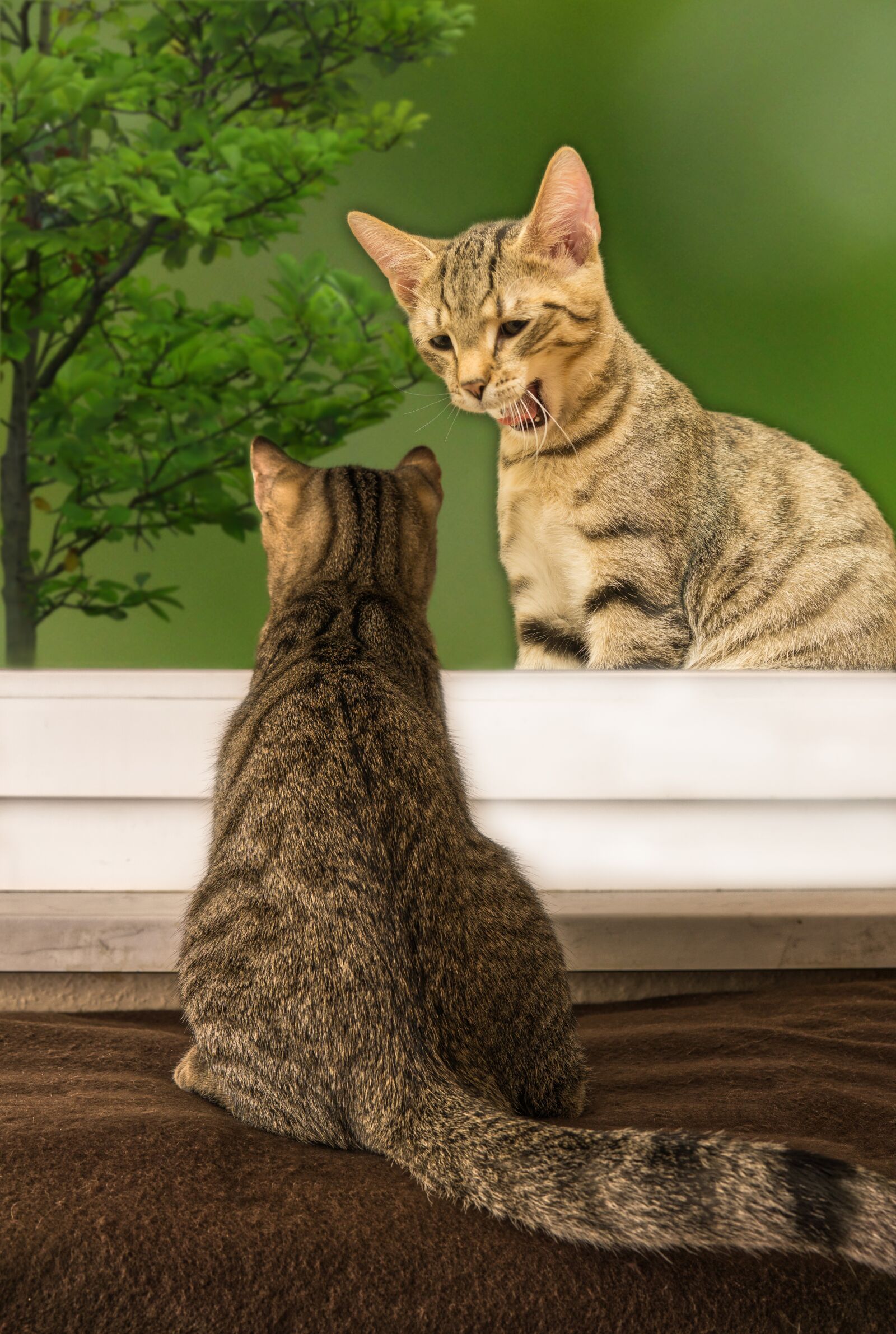 30mm F1.4 DC DN | Contemporary 016 sample photo. Cat, two, assembly photography