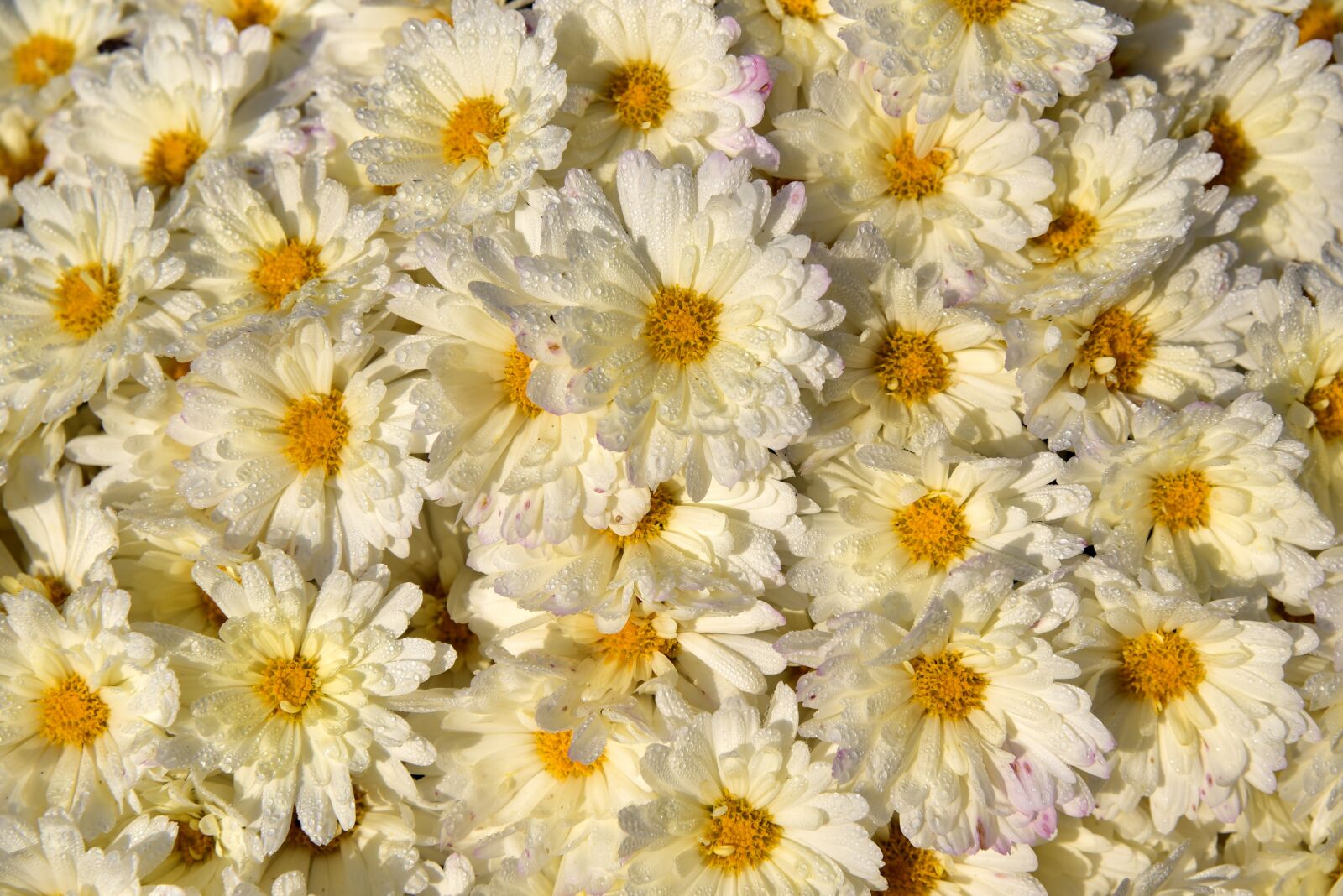 Nikon D750 sample photo. Flowers, white, many photography
