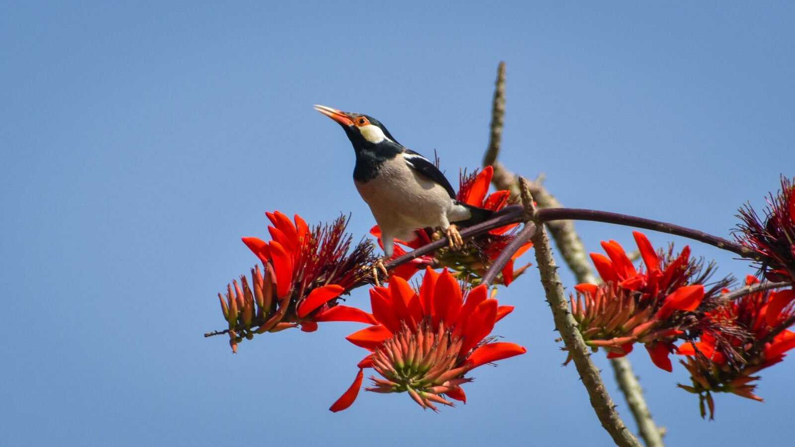 Nikon D3500 sample photo. Beak, feather, nature photography