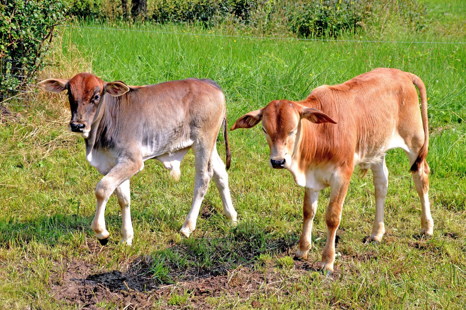 Nikon D3200 sample photo. Rinder, kühe, agriculture photography
