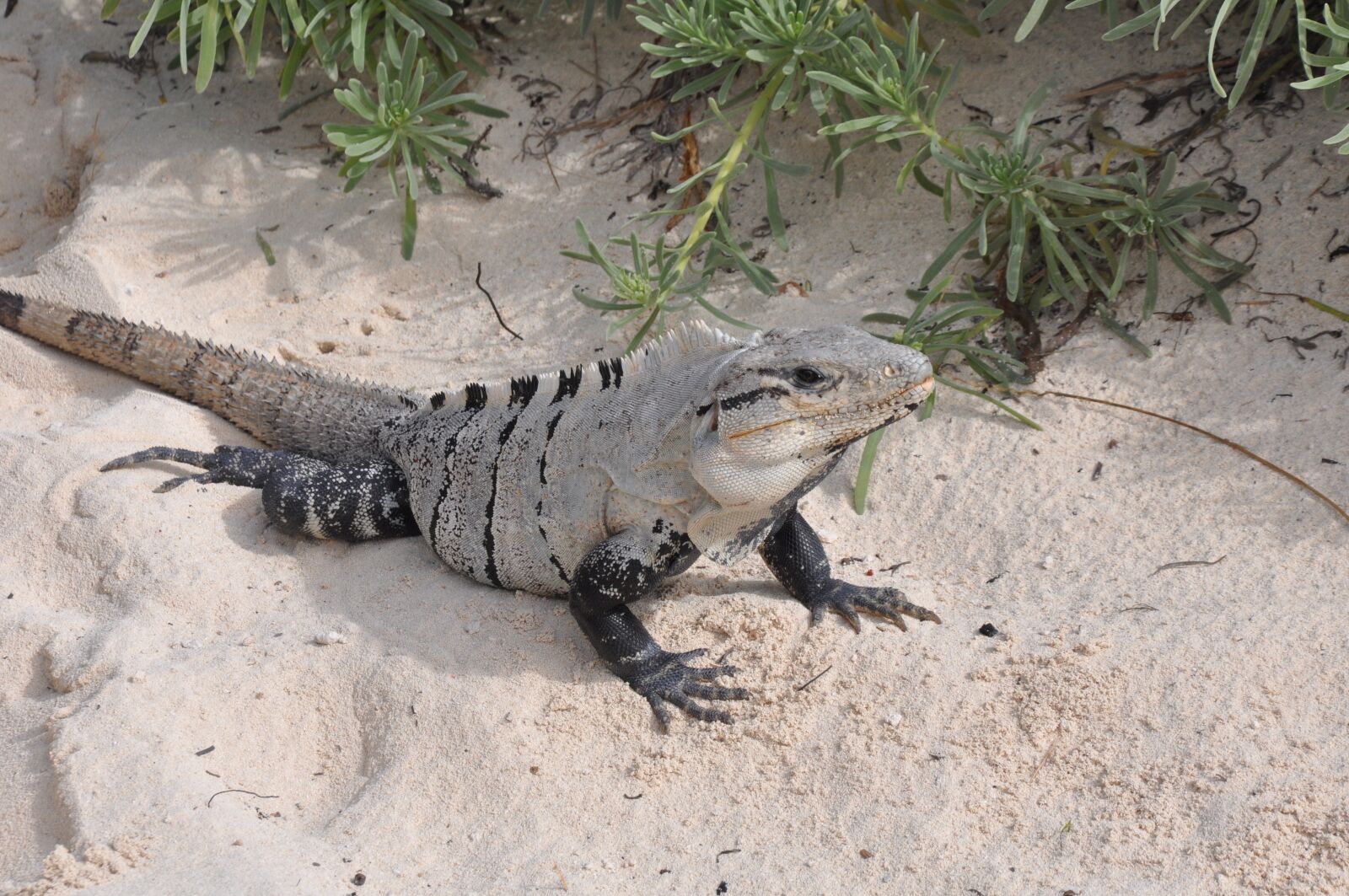 Nikon D90 sample photo. Nature, animals, beach photography