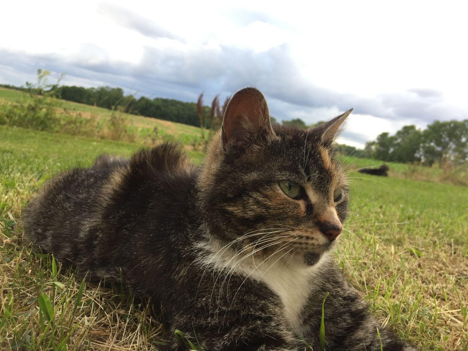 iPhone 6 back camera 4.15mm f/2.2 sample photo. Thinking, cat photography