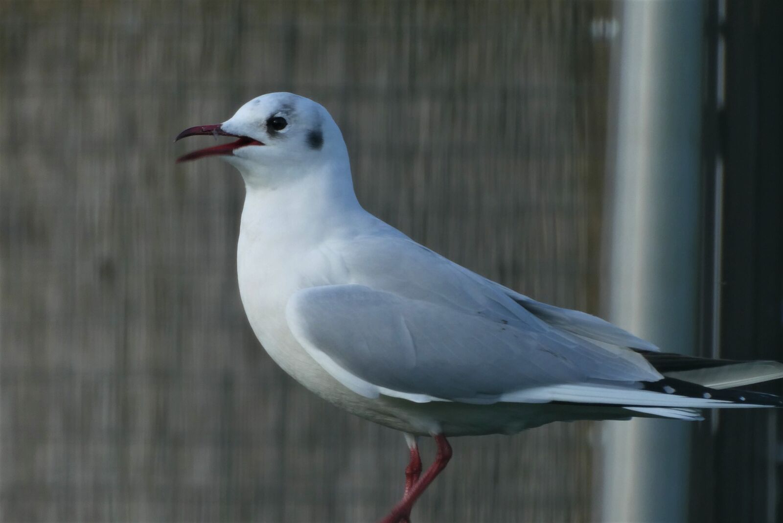 Panasonic Lumix DC-ZS70 (Lumix DC-TZ90) sample photo. Black-headed gull, seagull, bird photography