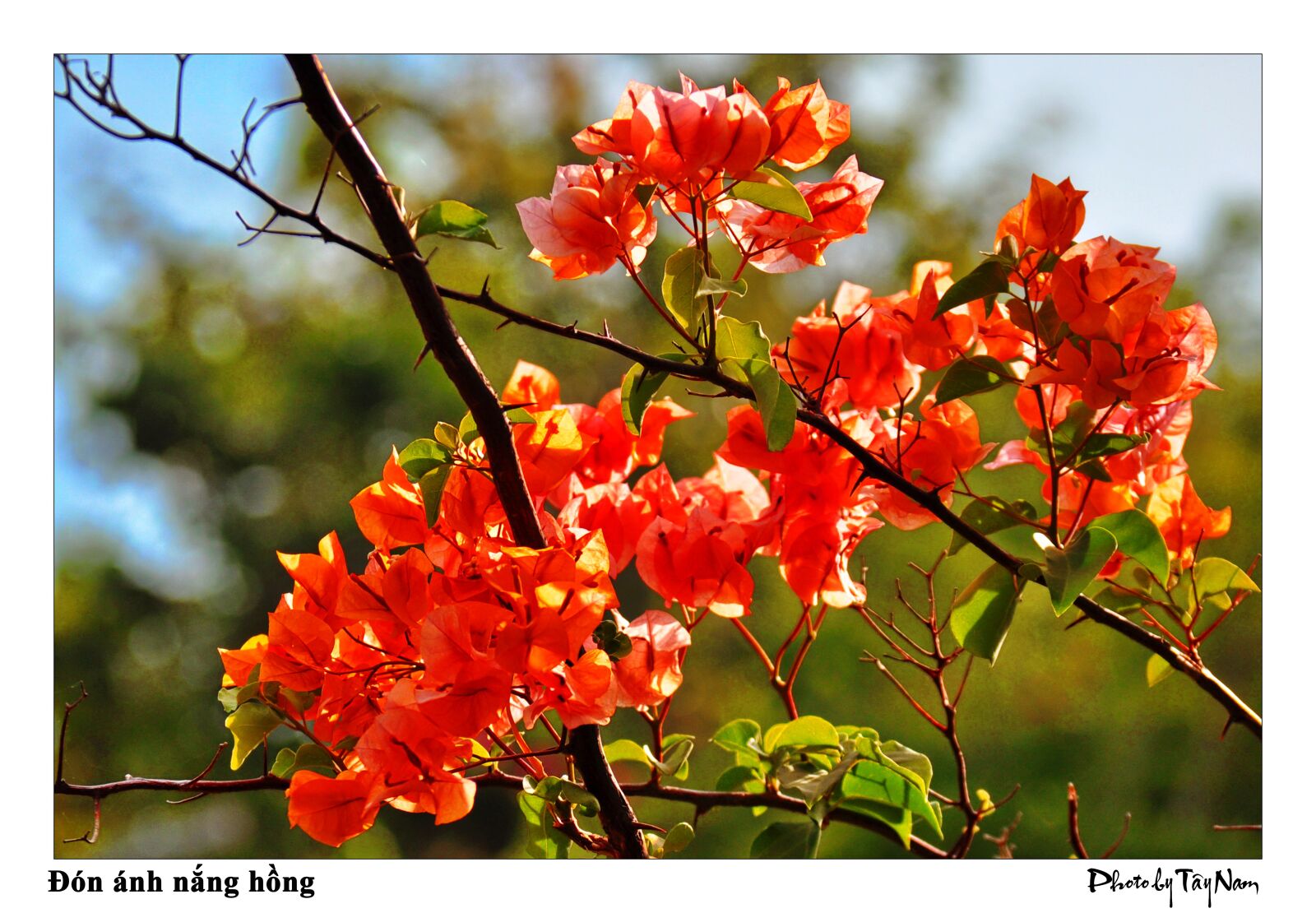 Nikon D5000 sample photo. Paper flower, flower, butterfly photography