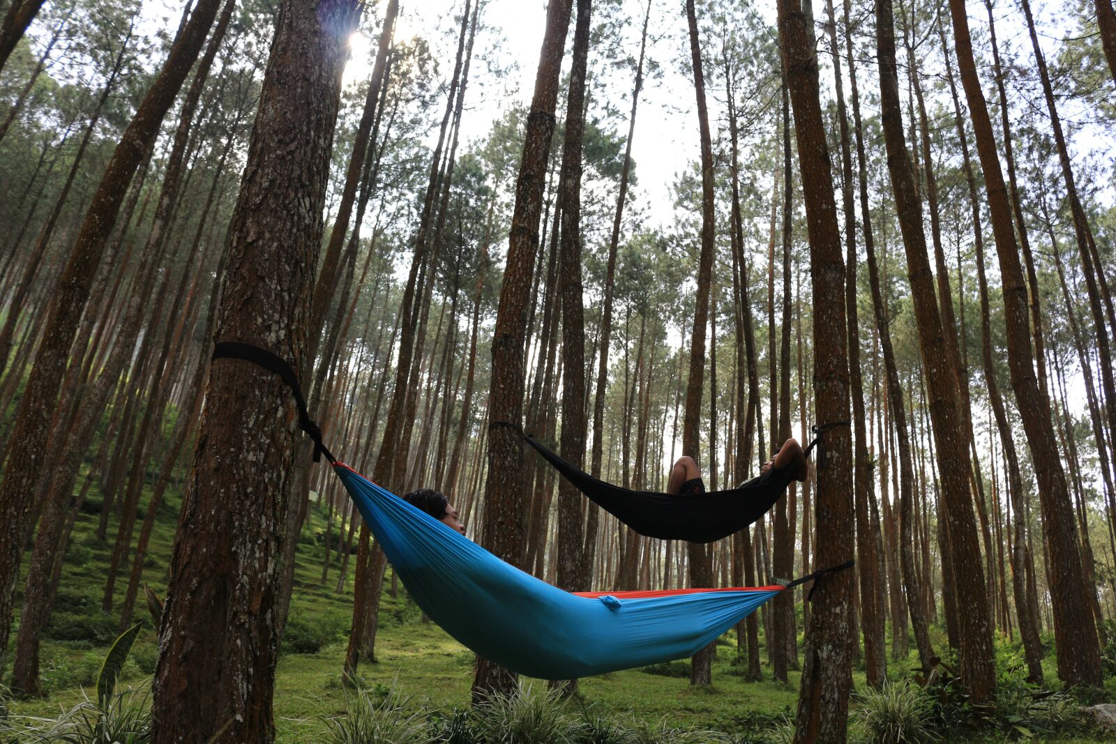 Canon EOS 700D (EOS Rebel T5i / EOS Kiss X7i) sample photo. Pine, pines, woods photography