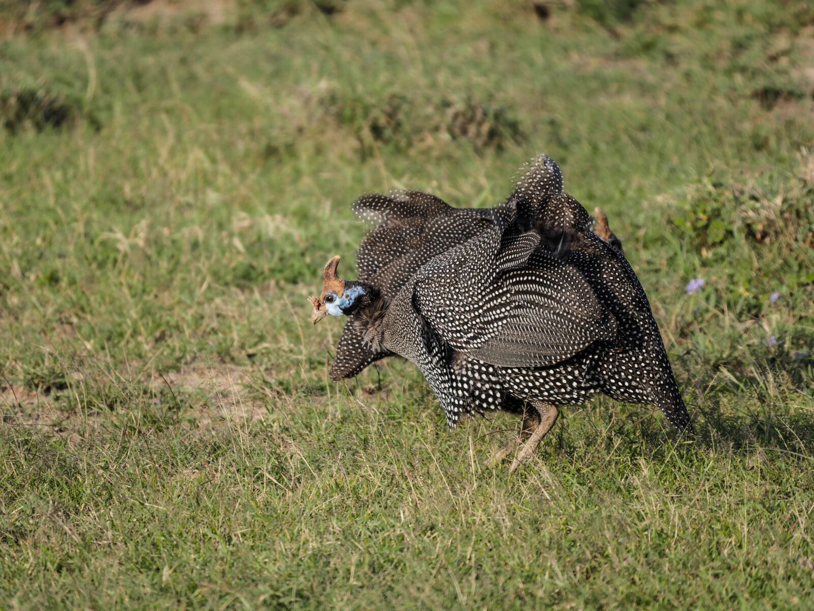 Panasonic Lumix DMC-GX8 + LEICA DG 100-400/F4.0-6.3 sample photo. Guinea fowl, savannah, bird photography