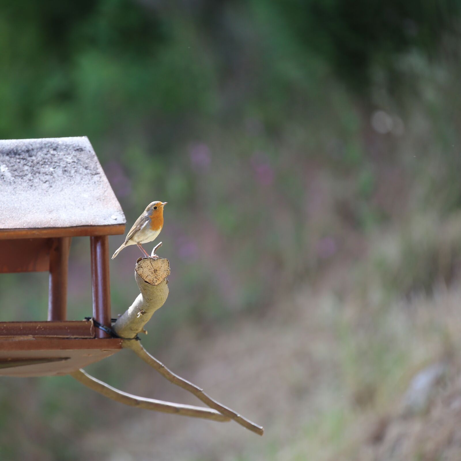 Canon EOS 6D sample photo. Robin, bird, songbird photography