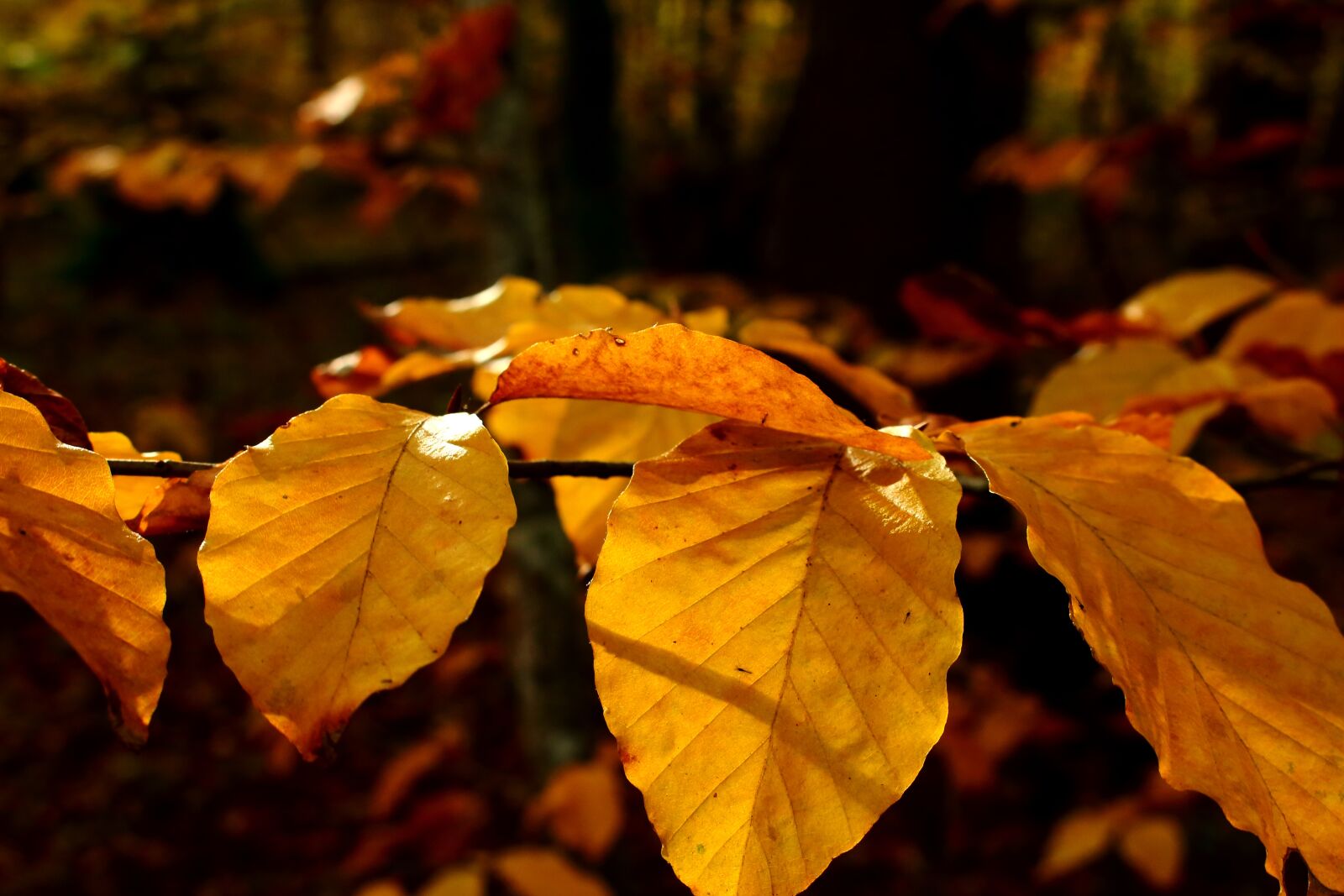 Canon EOS 100D (EOS Rebel SL1 / EOS Kiss X7) sample photo. Fall, leaves, tree photography