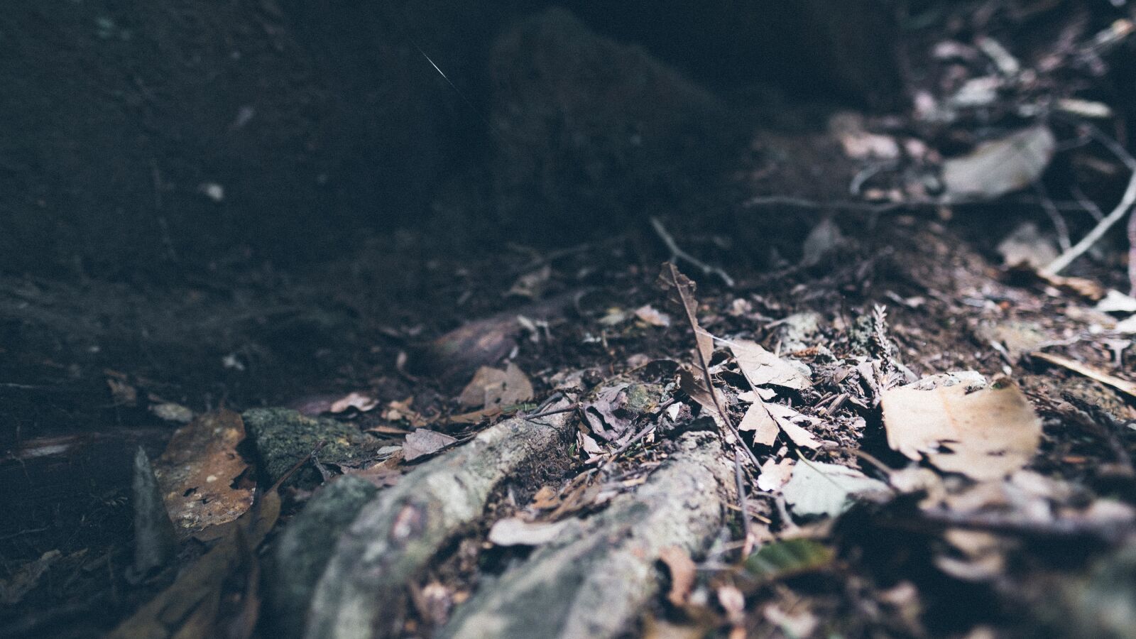Fujifilm X-T2 + Fujifilm XF 16mm F1.4 R WR sample photo. Light, leaves, shade photography