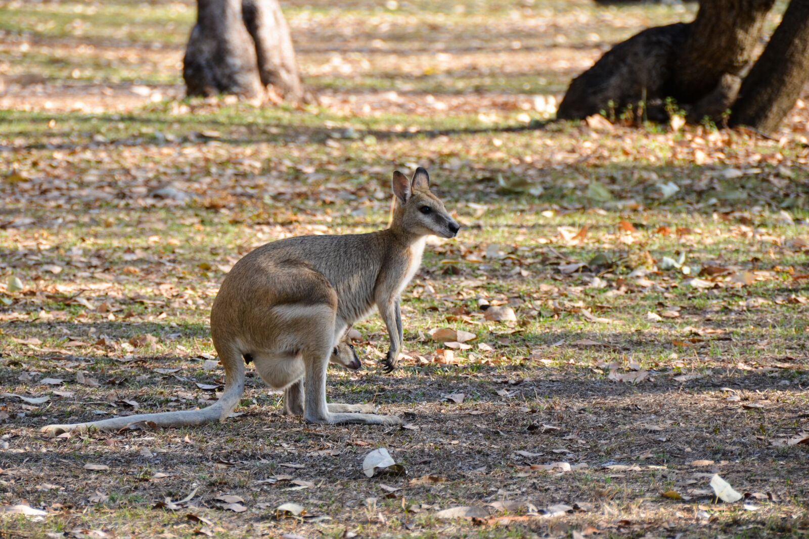 Nikon D5100 sample photo. Wallaroo, euro, marsupial photography