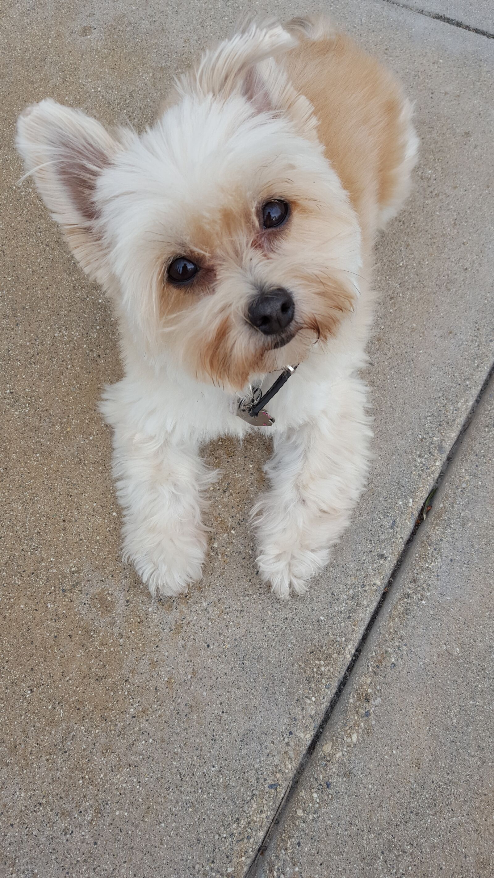 Samsung Galaxy S6 sample photo. Puppy, yoranian, porkie photography