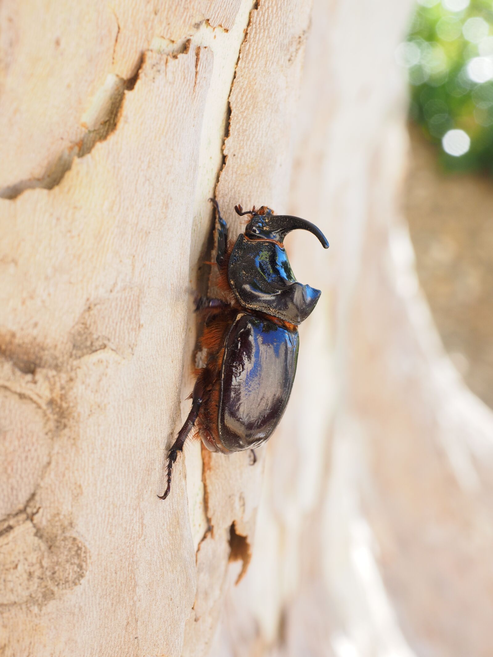 Olympus OM-D E-M1 + Olympus M.Zuiko Digital ED 12-40mm F2.8 Pro sample photo. Rhinoceros beetle, horn, tree photography