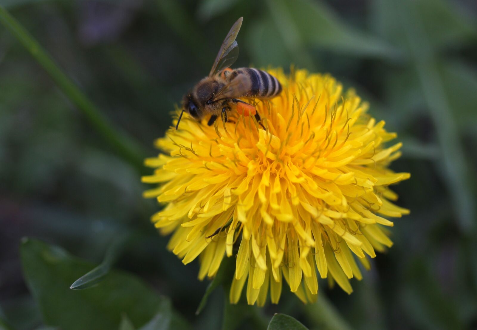Canon EF-S 60mm F2.8 Macro USM sample photo. Dandelion, bee, yellow photography
