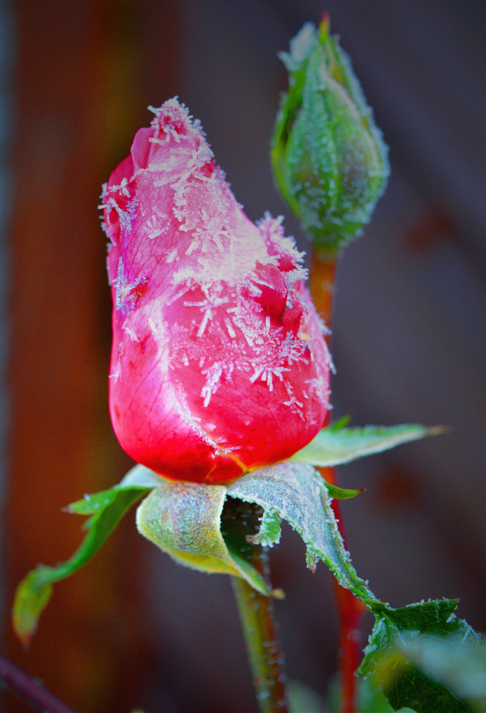 Nikon D3200 sample photo. Rose, red, frost photography
