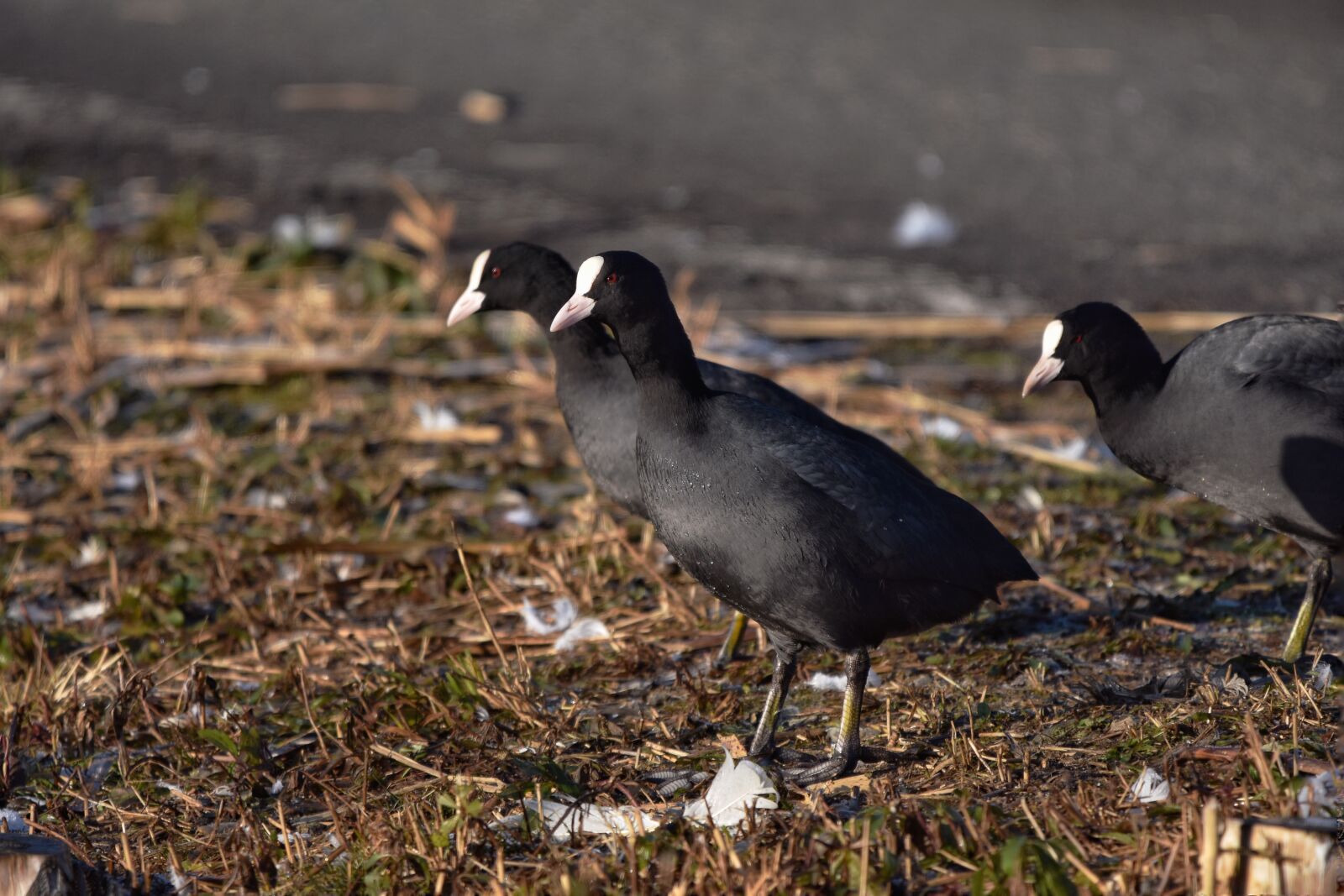 Nikon D7200 sample photo. Animal, bird, wild birds photography