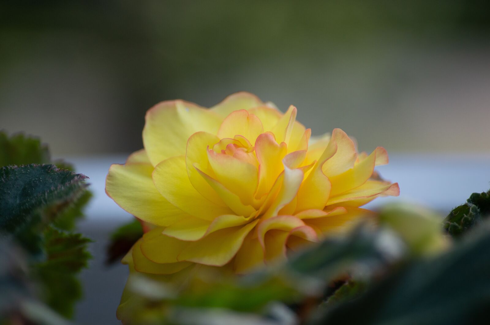 Nikon D3200 sample photo. Begonias, flower, nature photography