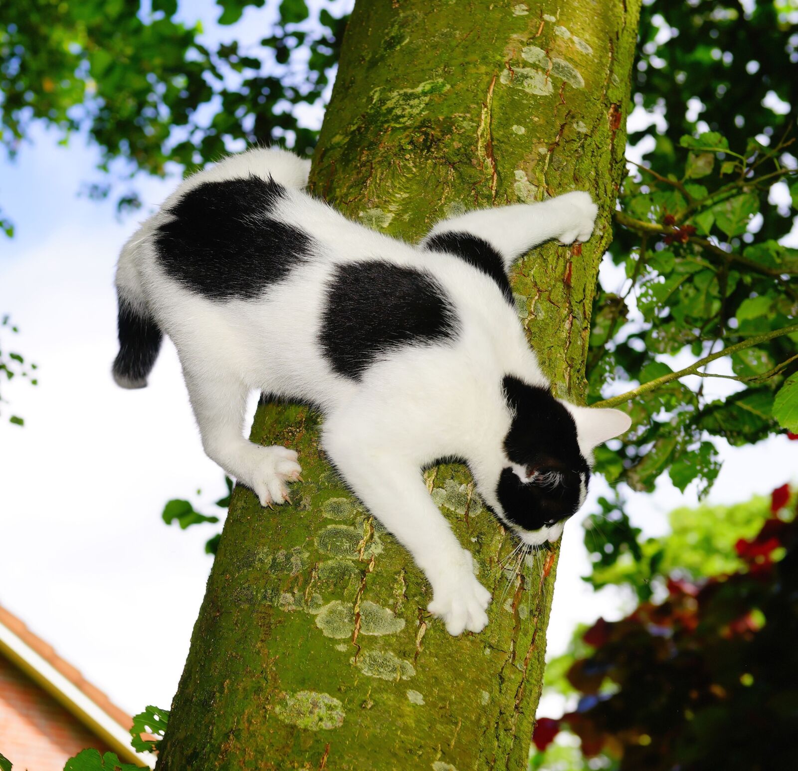 Sony Planar T* 50mm F1.4 ZA SSM sample photo. Cat, tree, climb photography