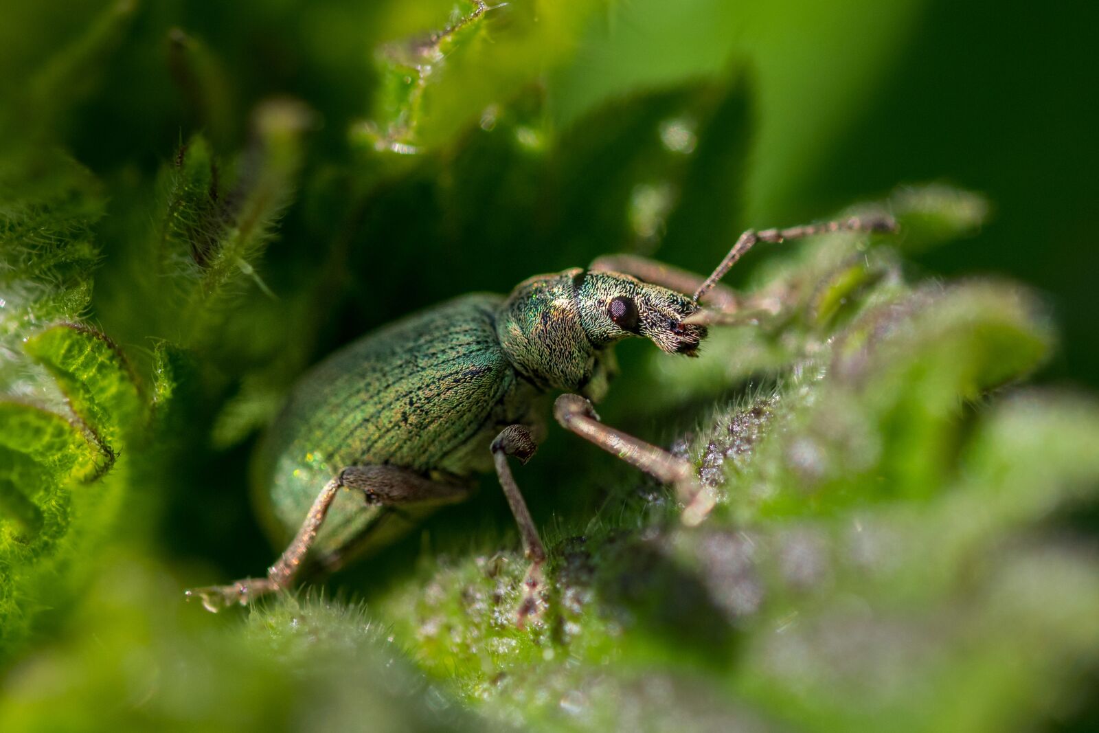 Nikon D500 sample photo. Nettle, weevil, beetle photography